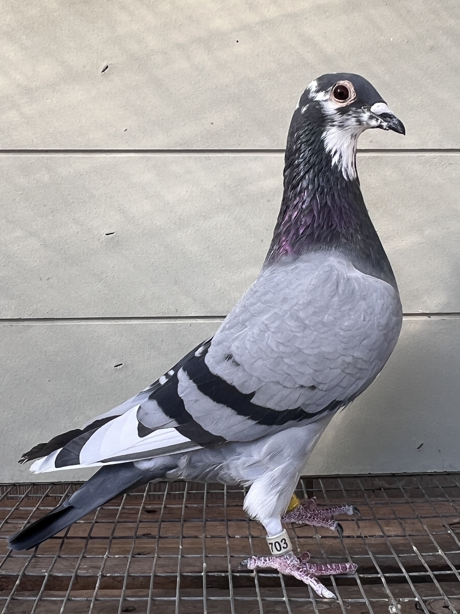 Preview Image 3