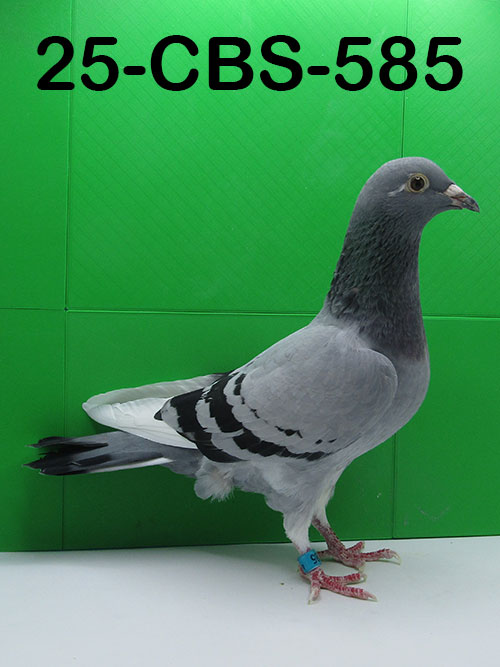 25-CBS-585 Blue white flight hen.