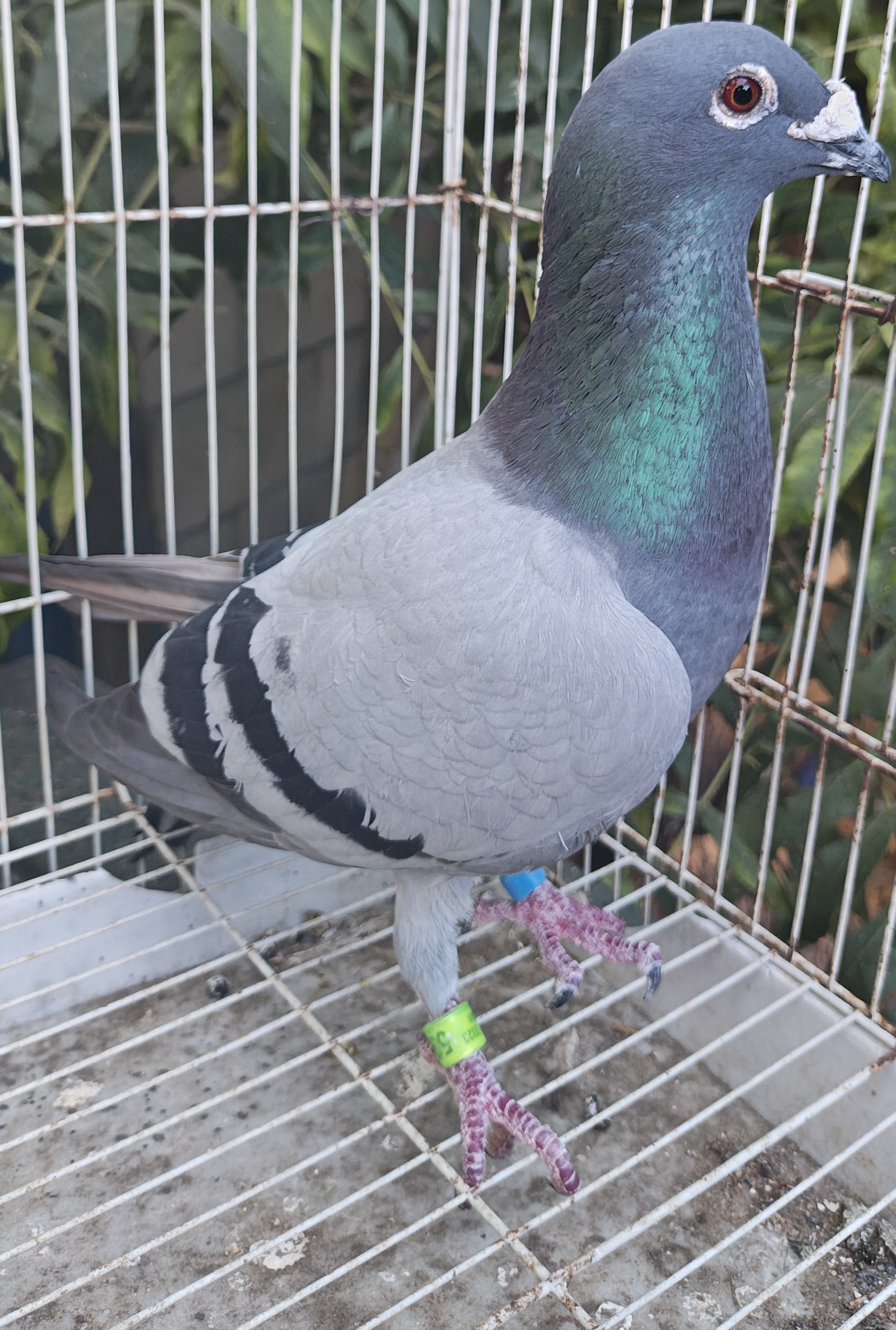 Preview Image 1