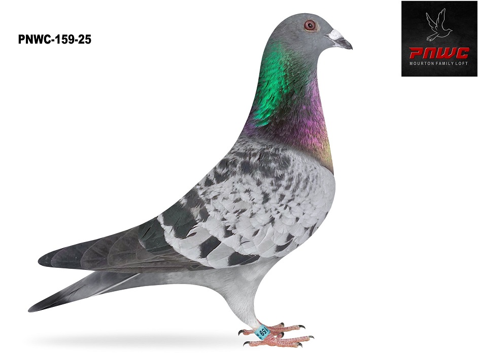 PNWC-159-25 BC HEN