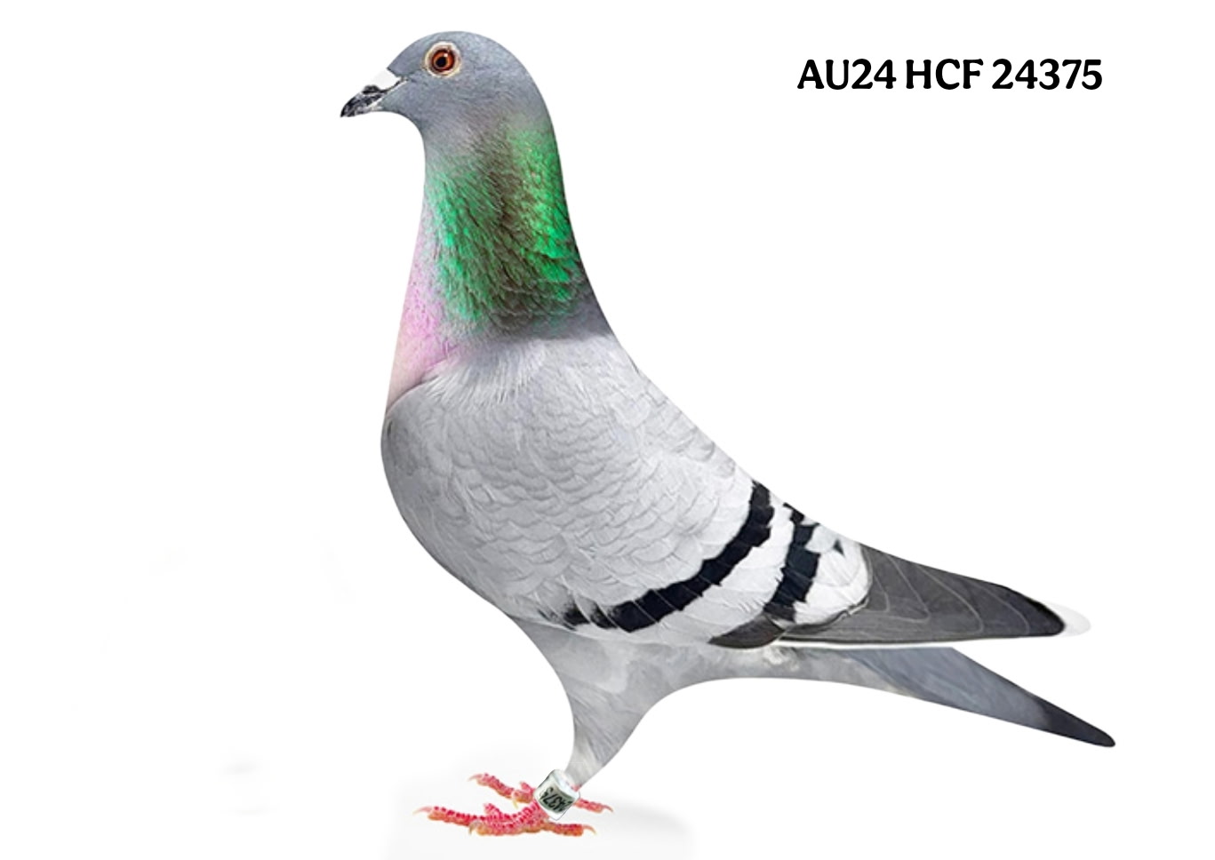 Bird Donated by Kenny Kelley