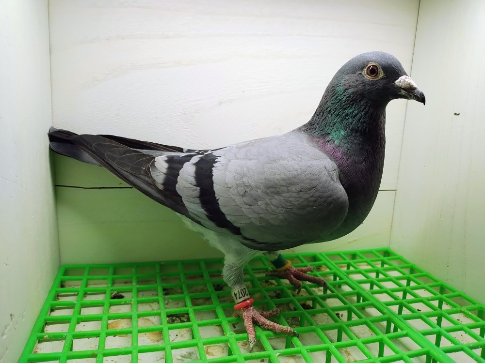  Inbred BB Havenith hen