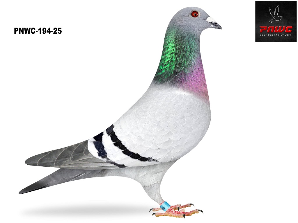 PNWC-194-25 BB COCK