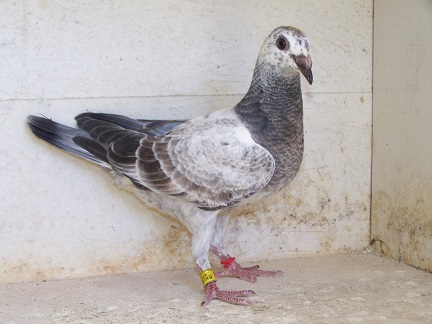 AU 2026 JEDDS "9544"