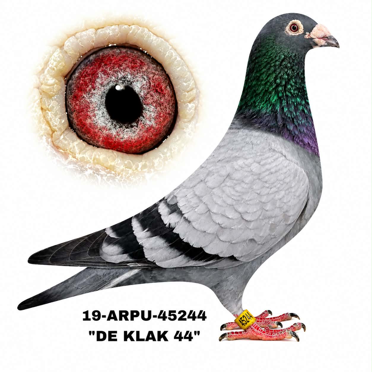 19-ARPU-45244 Blue Bar Cock.