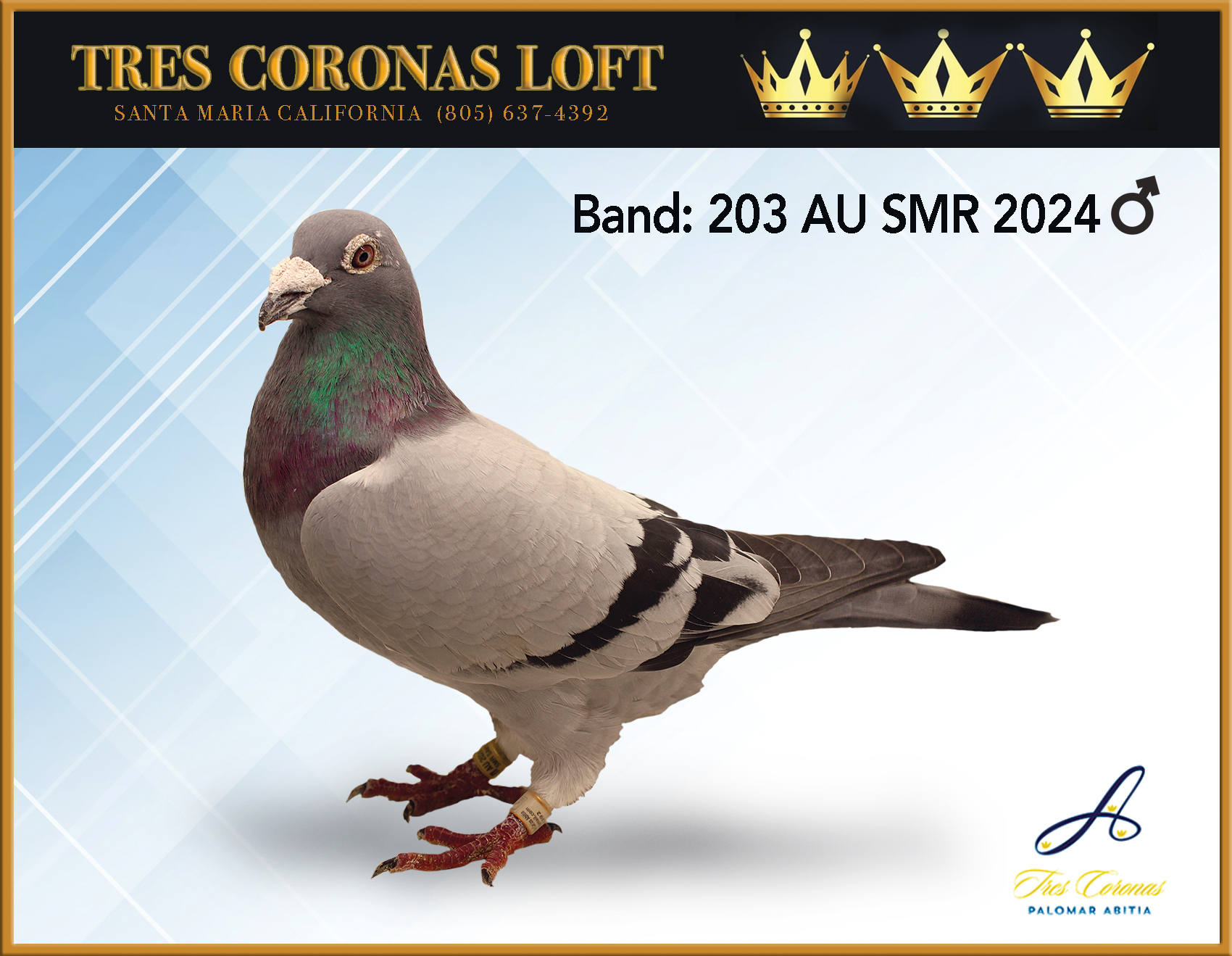 KLAAS 203 AU SMR 2024 BB COCK