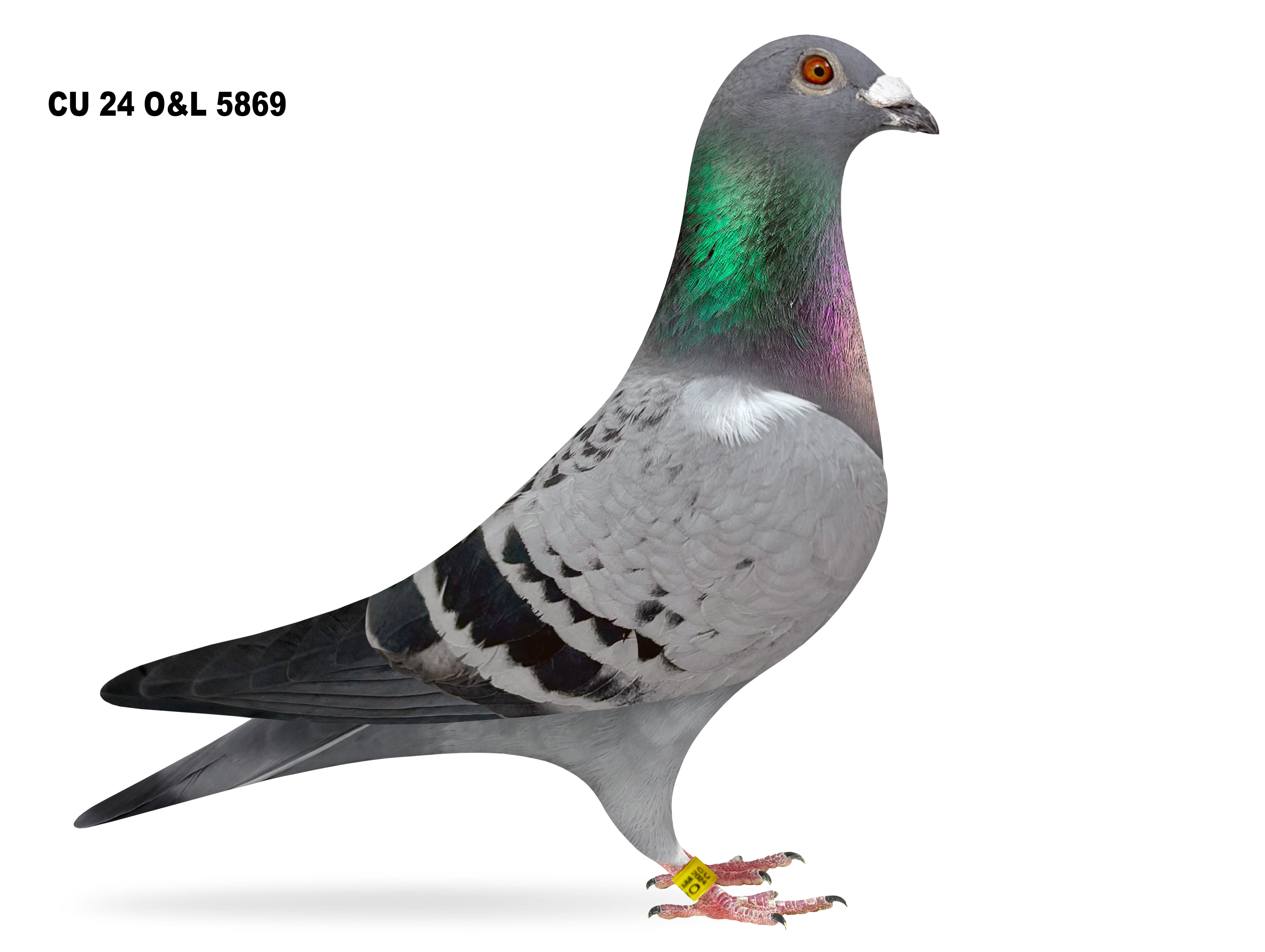 Lot 29 – CU 24 O&L 5969 BB Cock