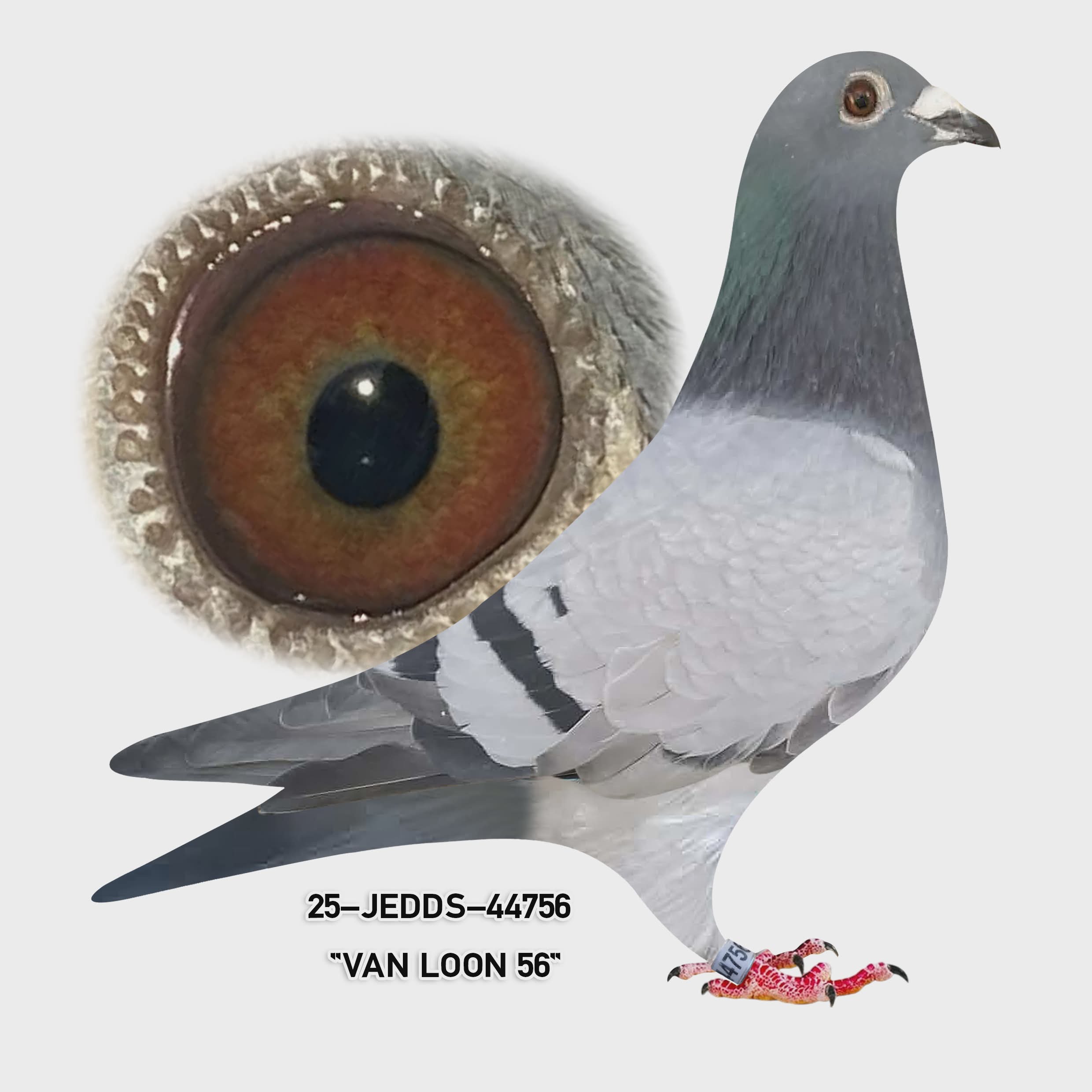 25-JEDDS-44756 Blue Bar Cock?