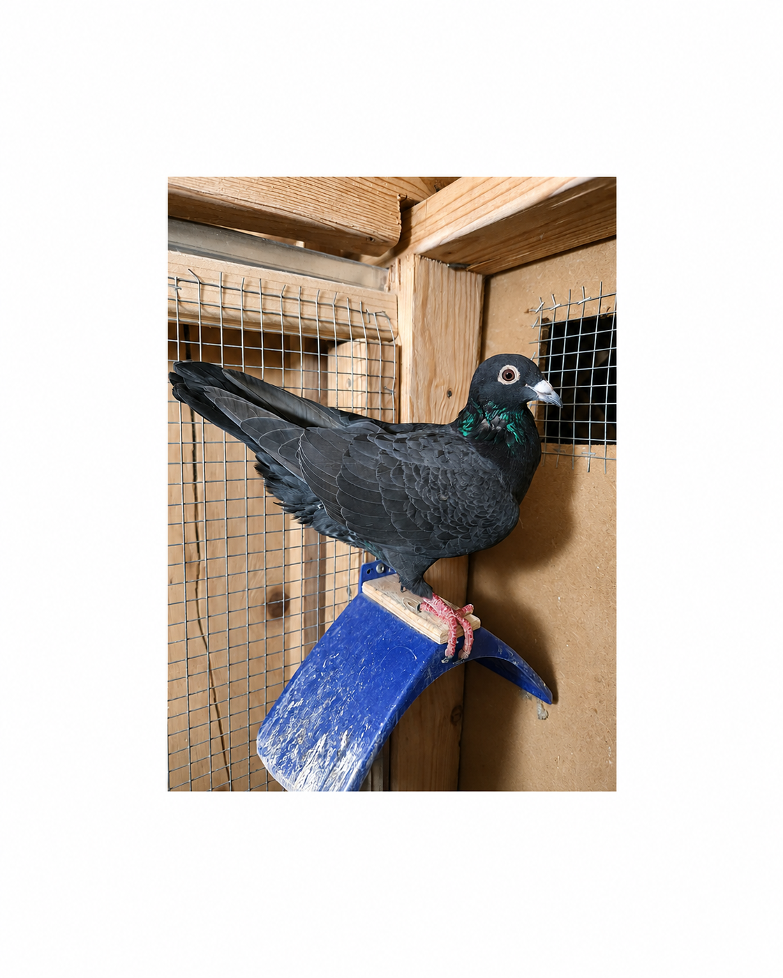 Schellens stock bird