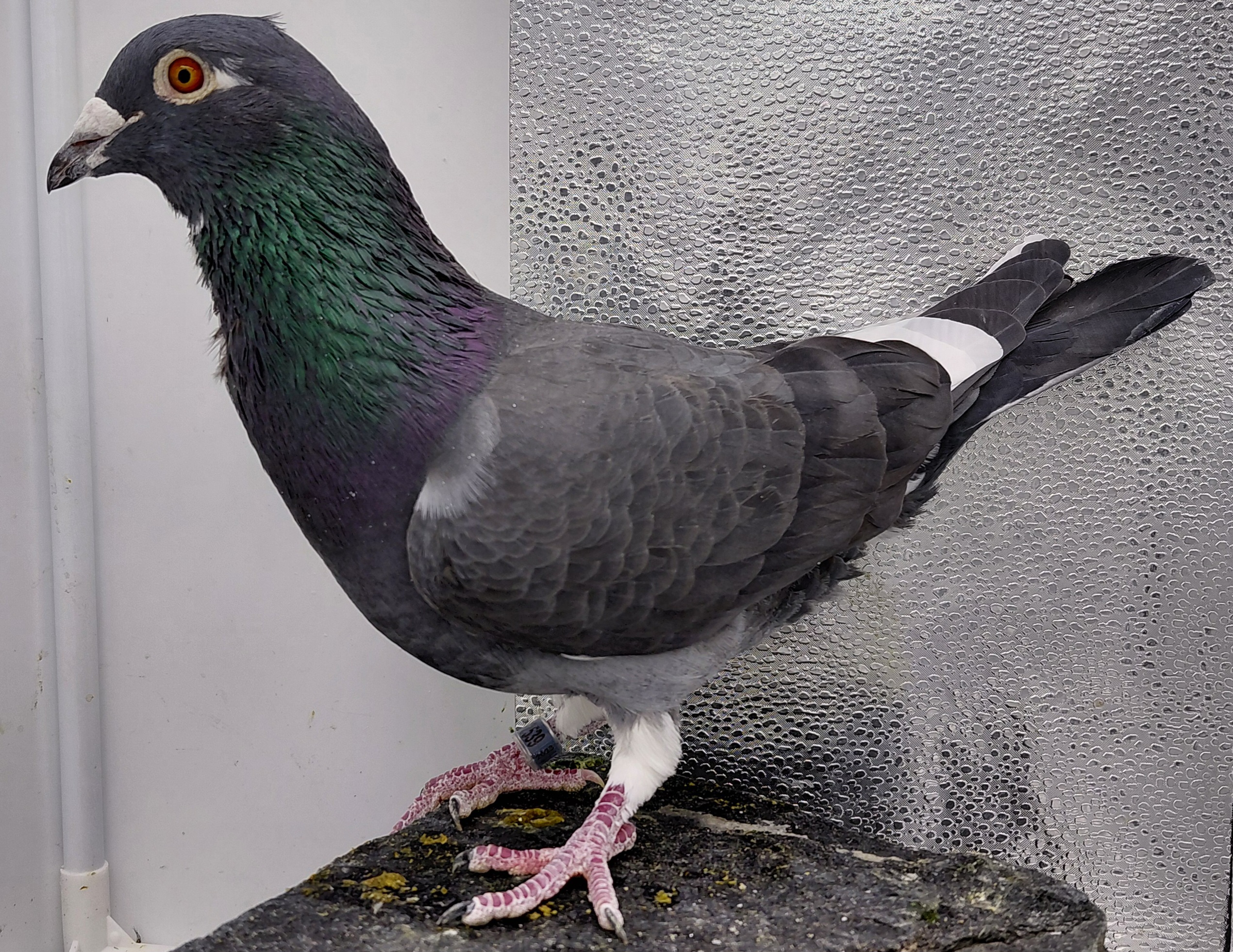 2539 EL VICHO 23 BLACK WF C