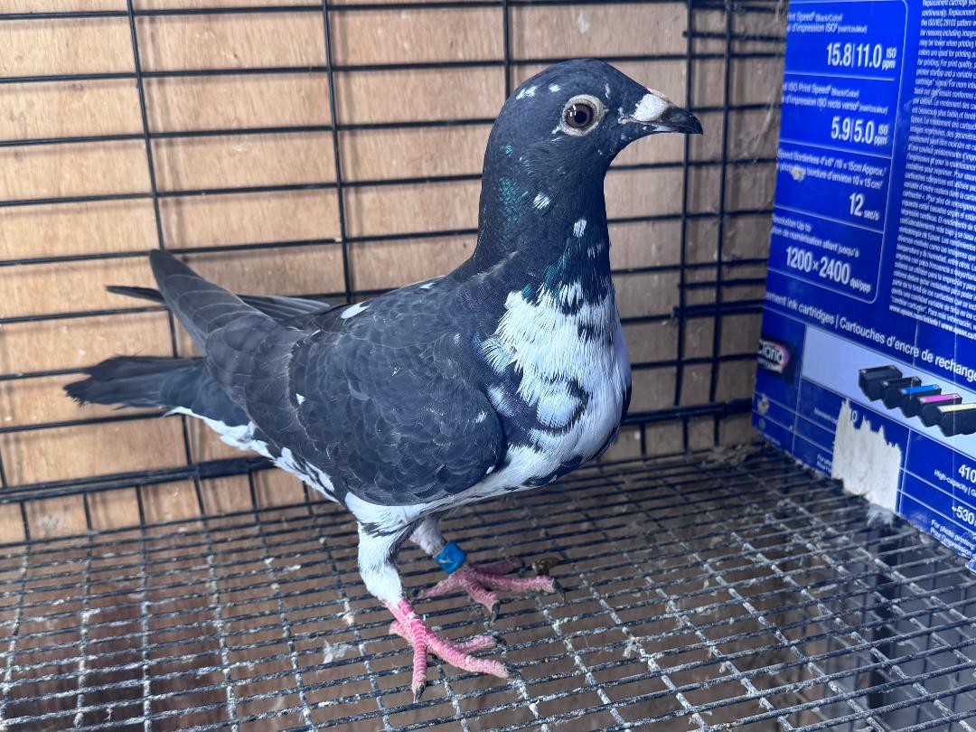 415 MOTTLED SCHELLENS HEN