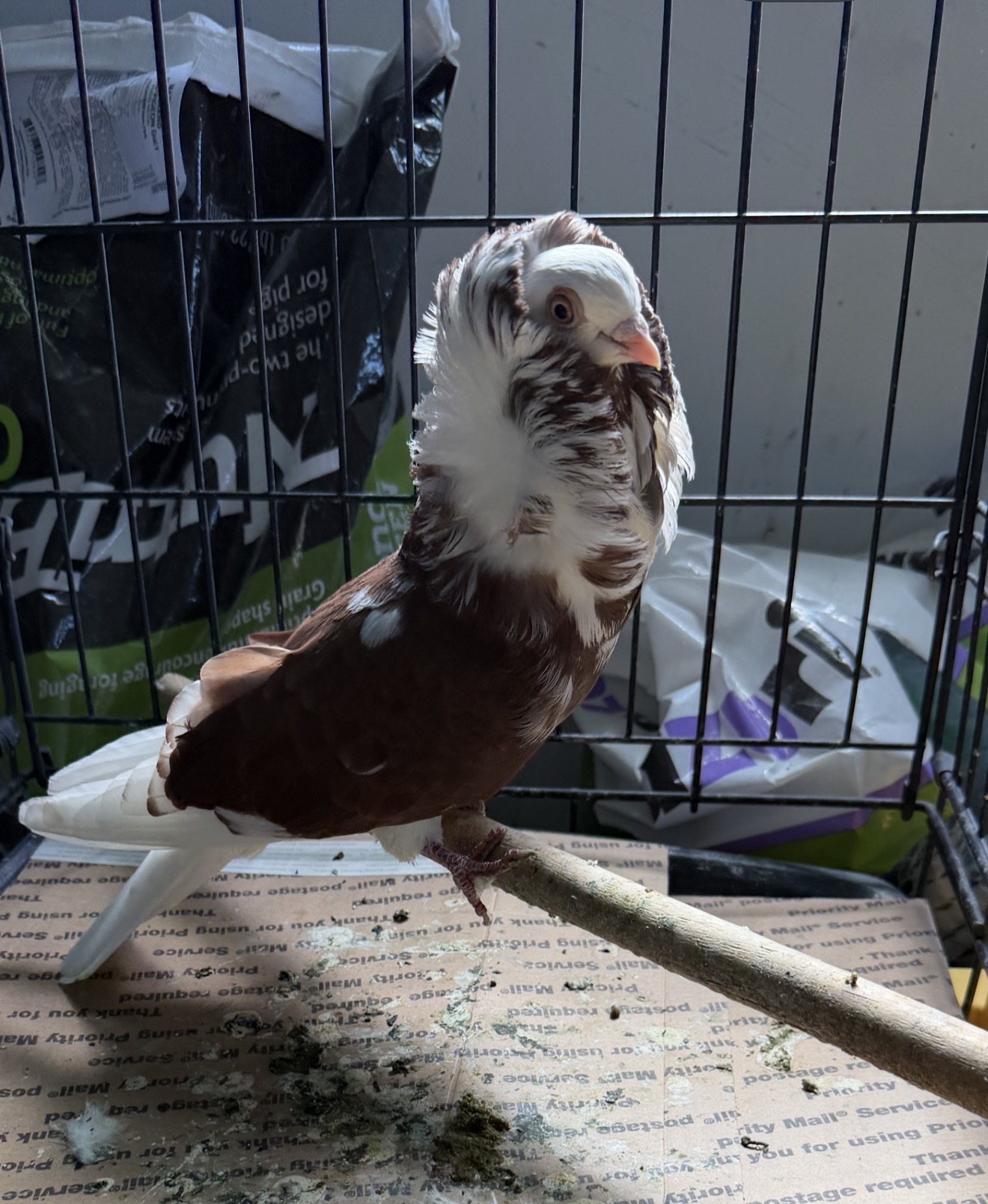 Cock no ring no pedigree 