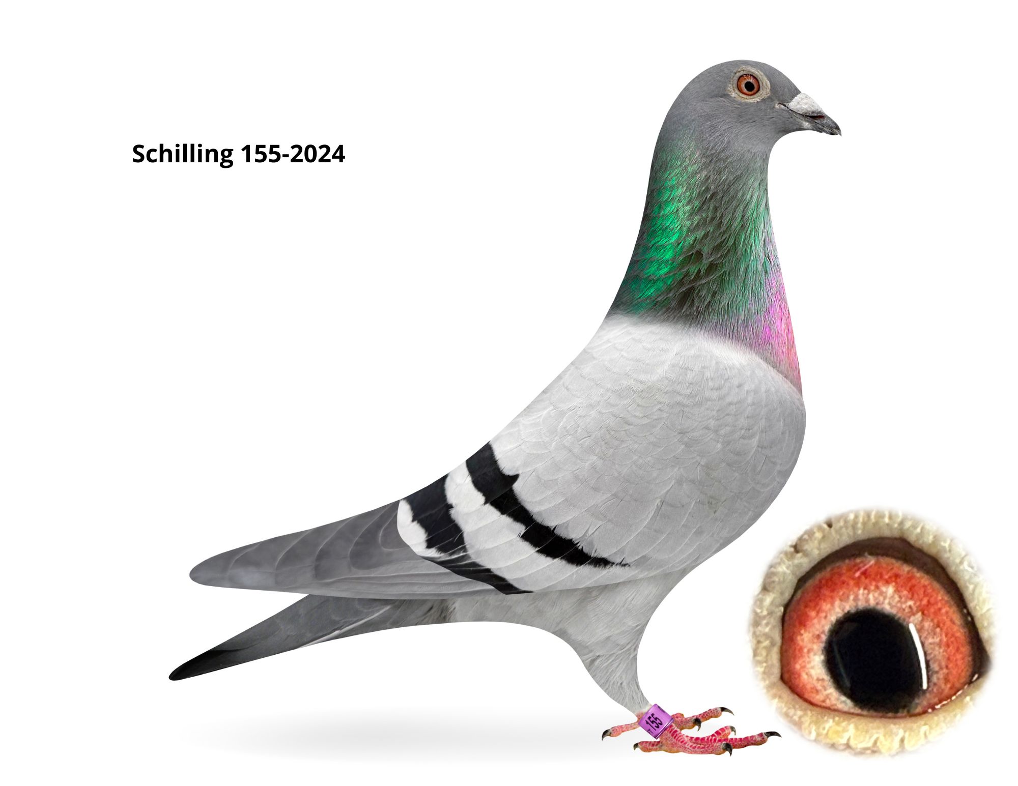 Schilling 155-2024