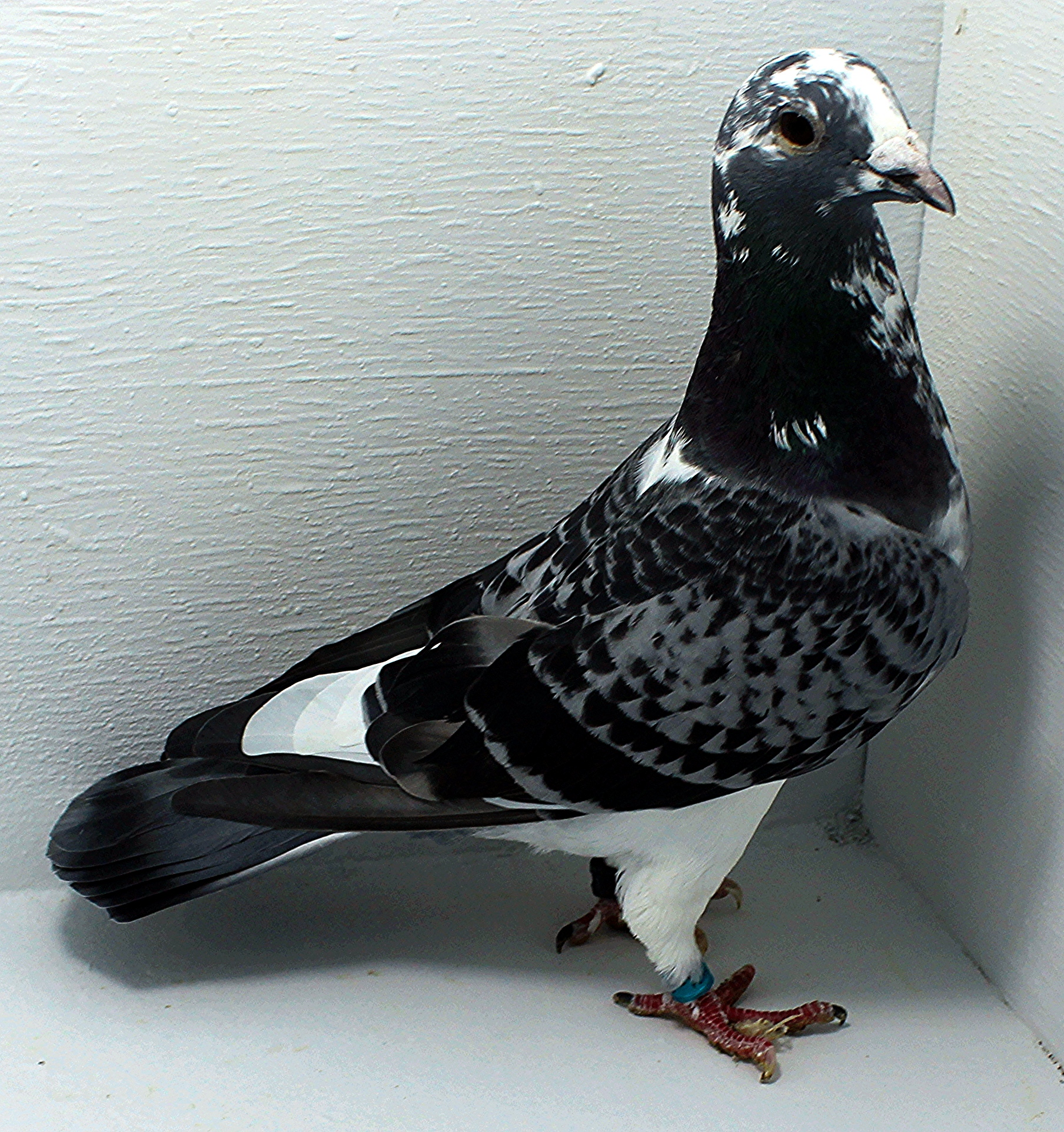 AU 20070 AA 2025 Pure Hansenne