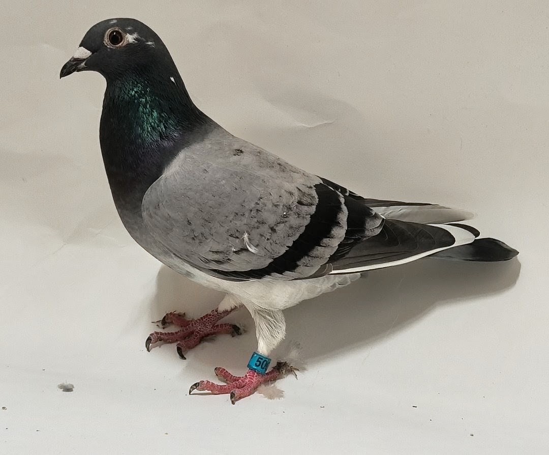 Race bird, 34@350