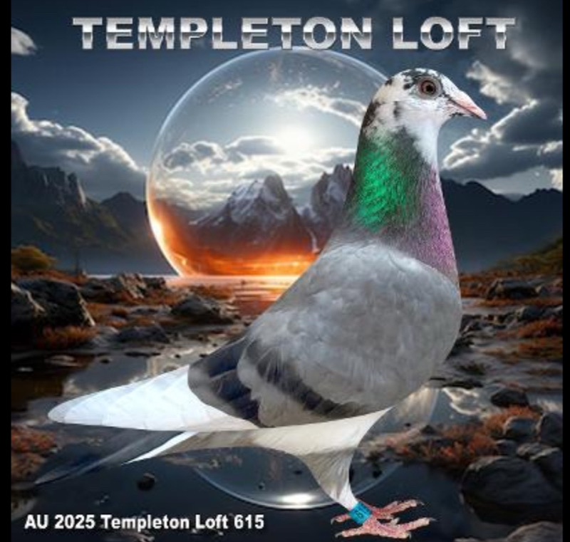 Templeton loft 2025/615