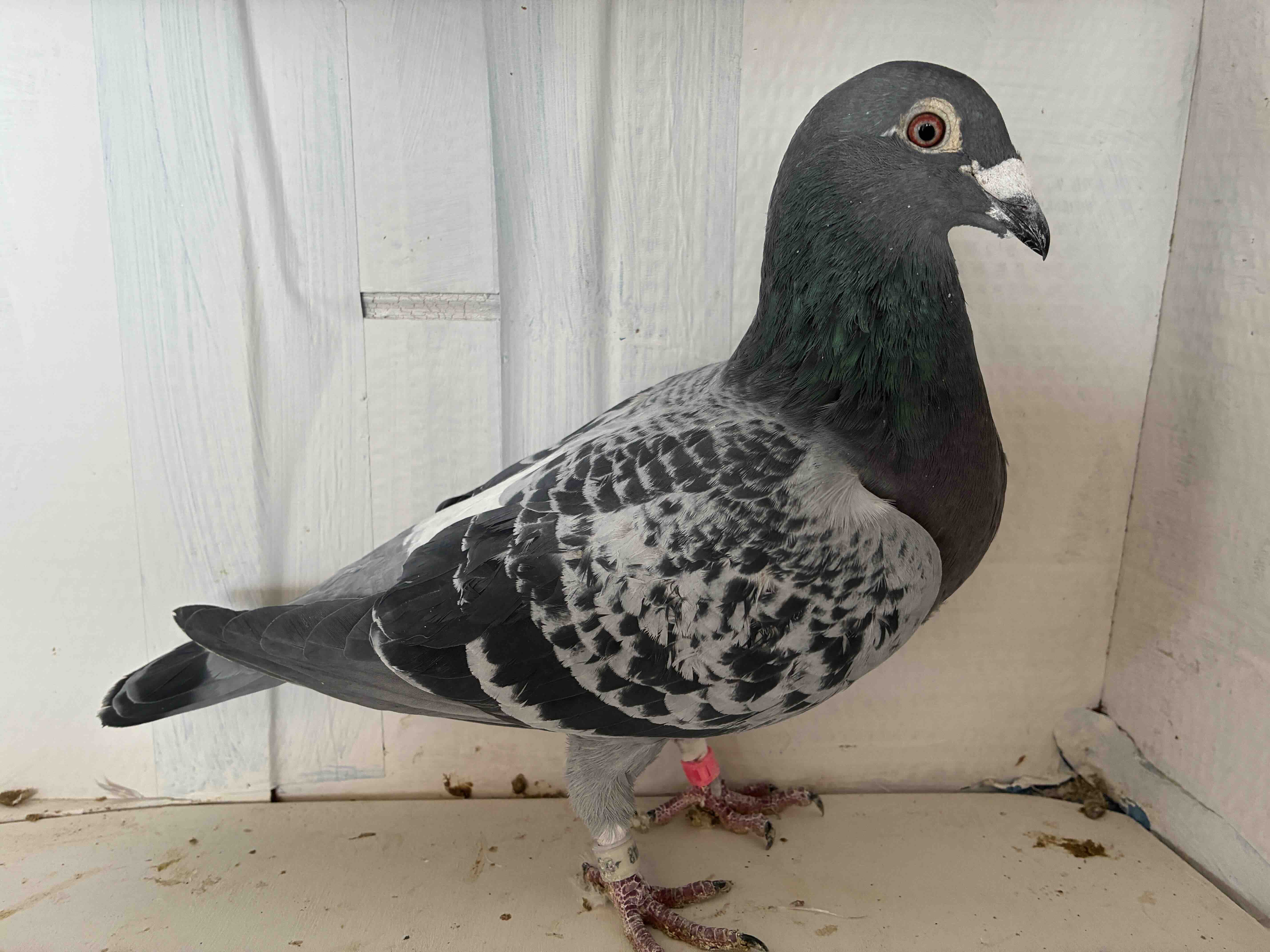 GB20Z43848 ARAGOG out of the PHOENIX and THE BEAUTY