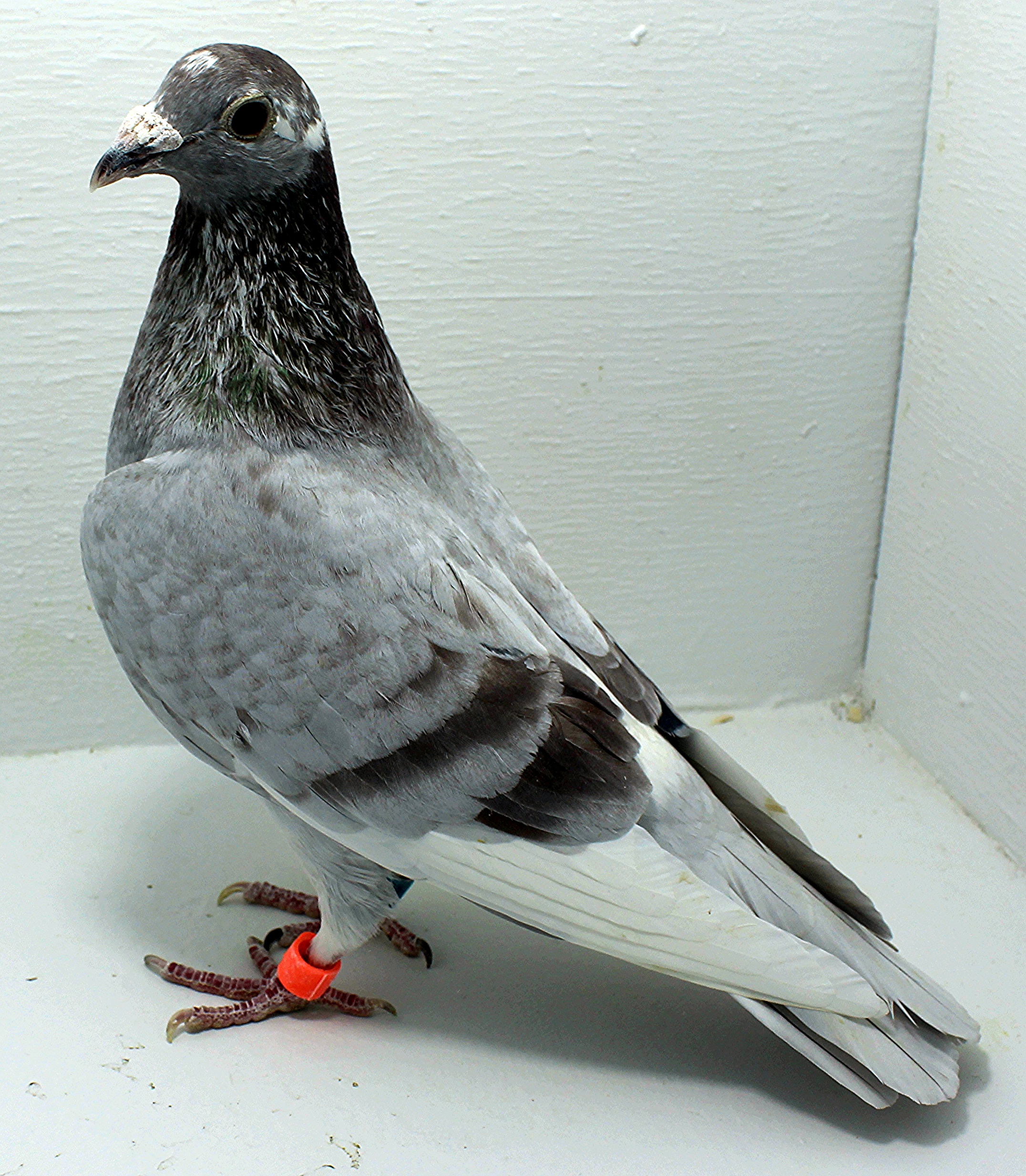 AU 20192 FOYS 2025 Pure Paul Sion