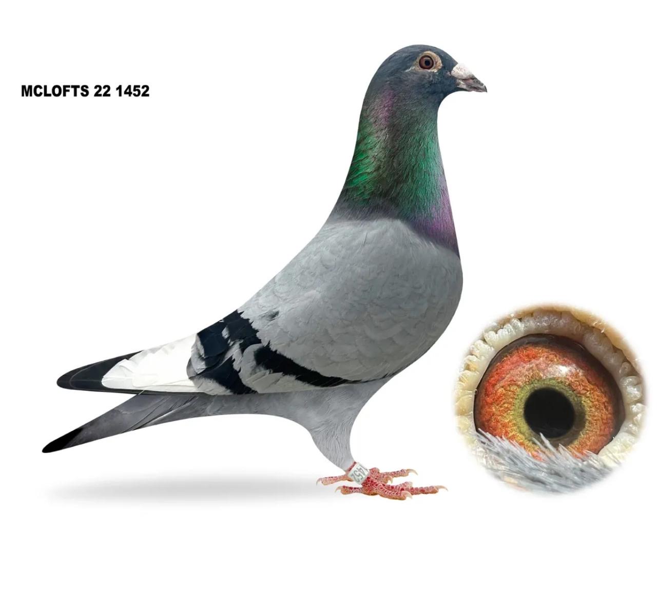 MCLOFTS 22 1452
Gorgeous Van Reet Cock