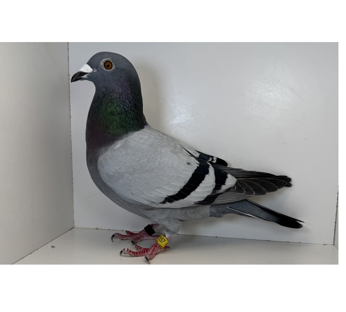 AU 2024 JOJO 157 BB Cock