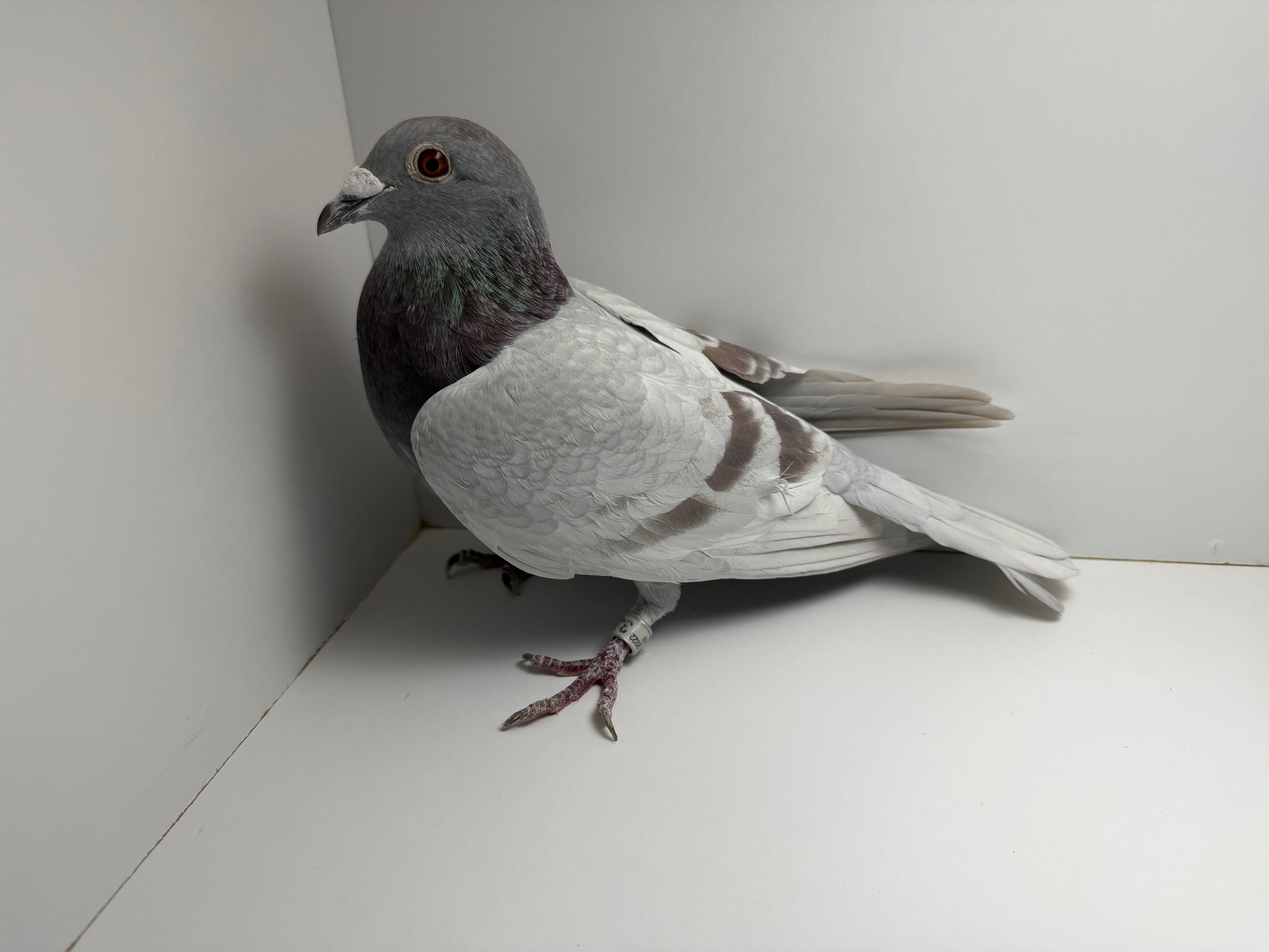 Preview Image 1