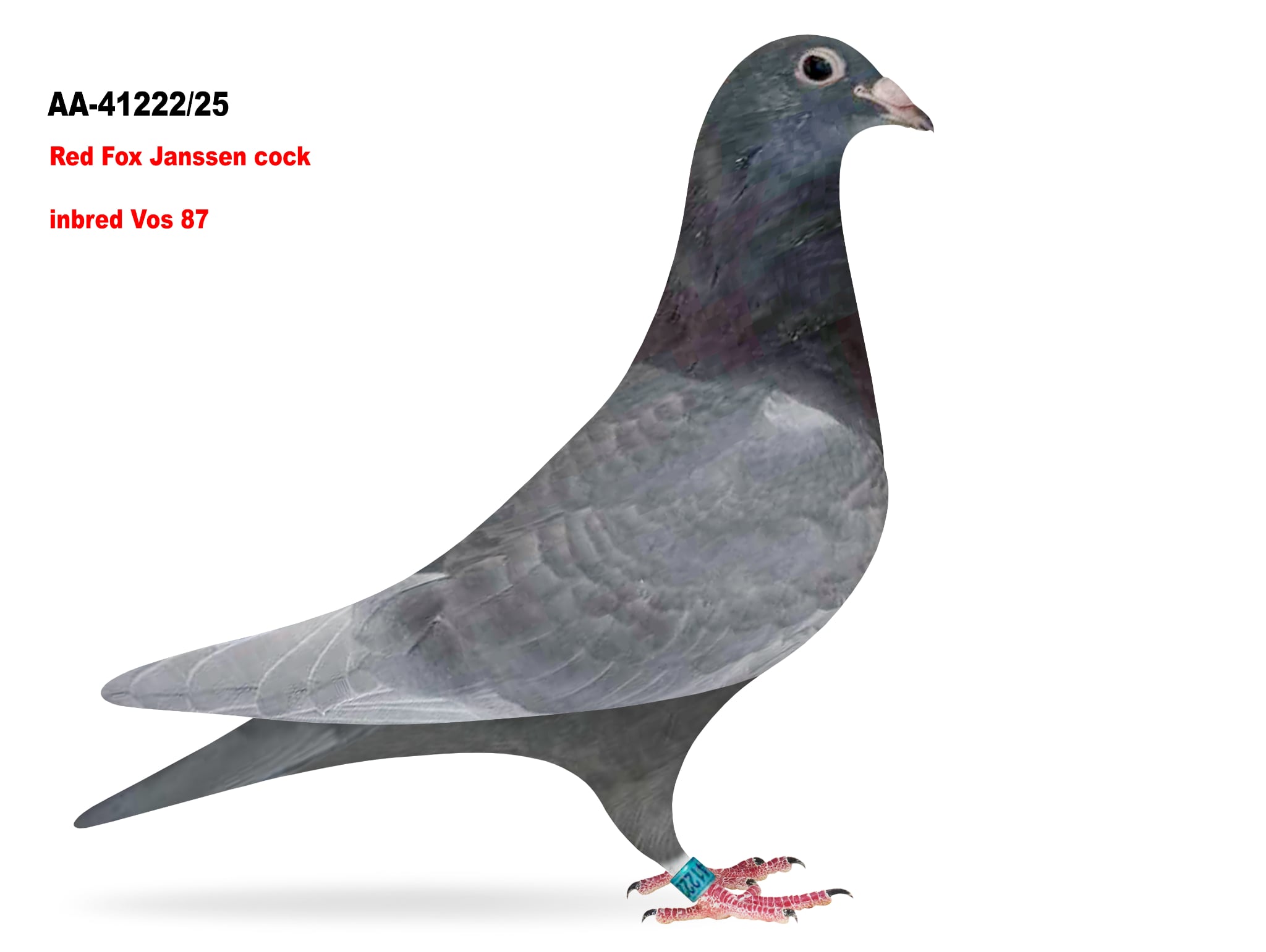 AA-41222/25 Red Fox Janssen cock