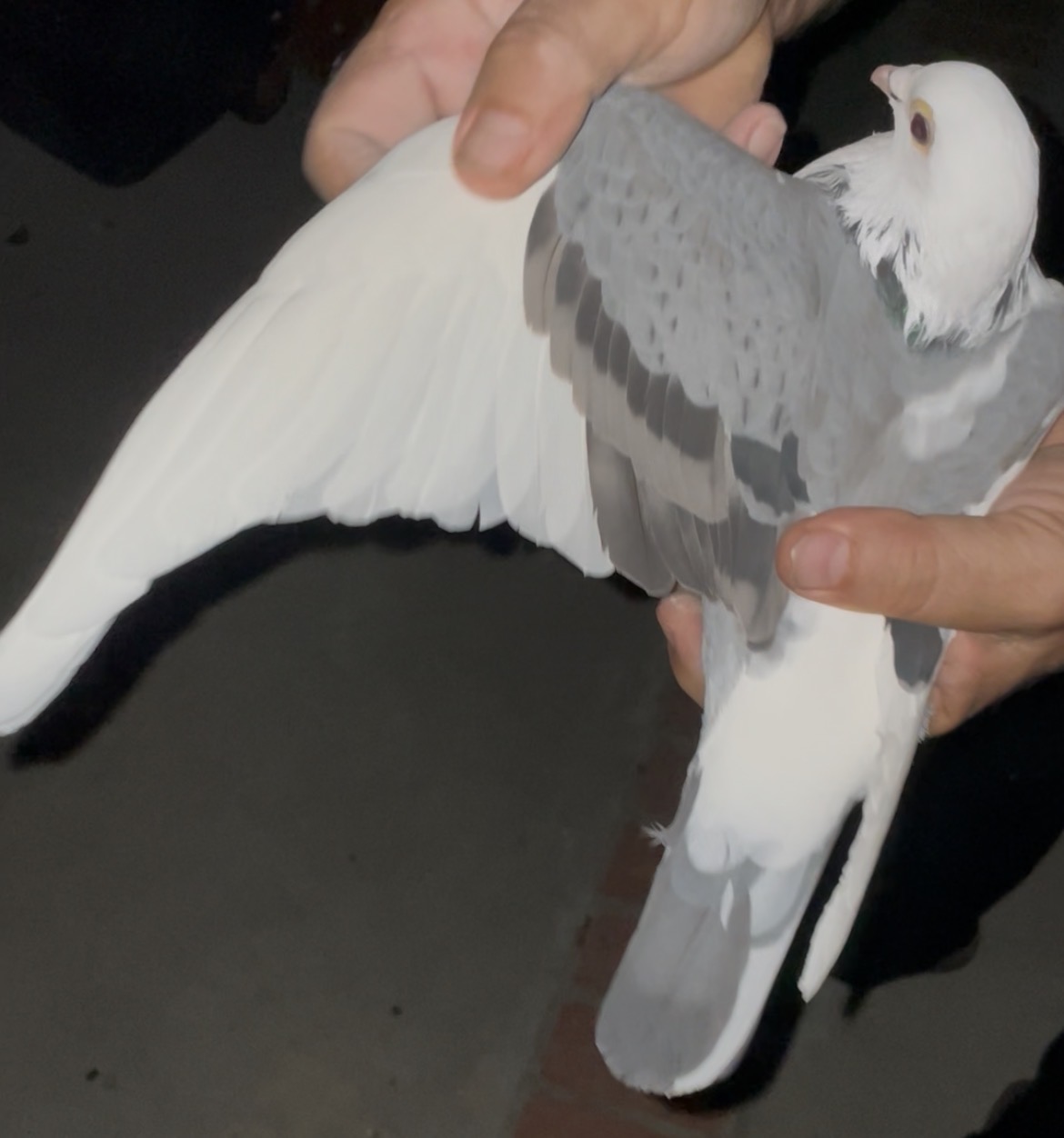 Preview Image 2