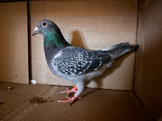 Jan Aarden x Hebberecht 