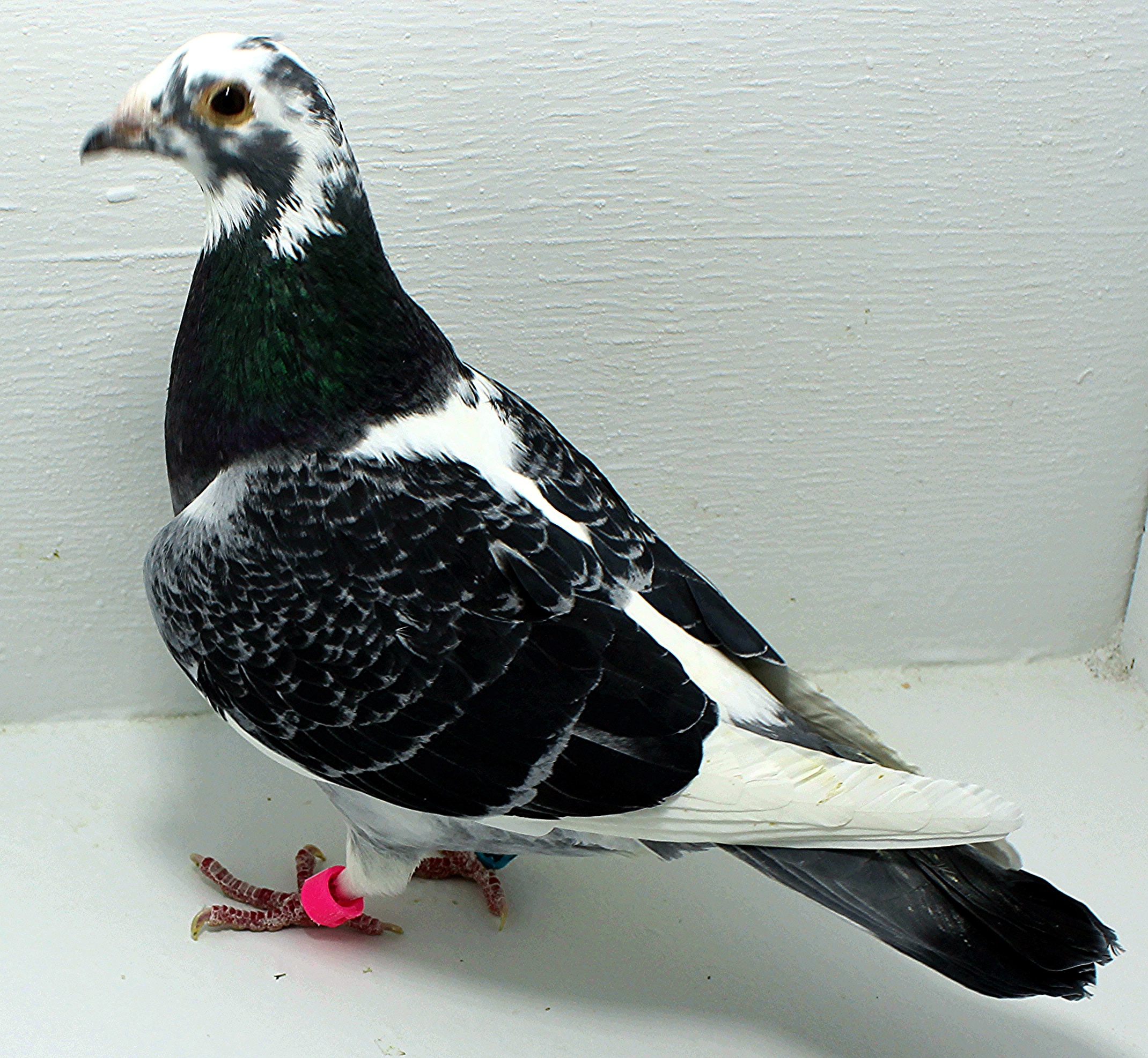 AU 20104 Foys 2025 Pure Paul Sion