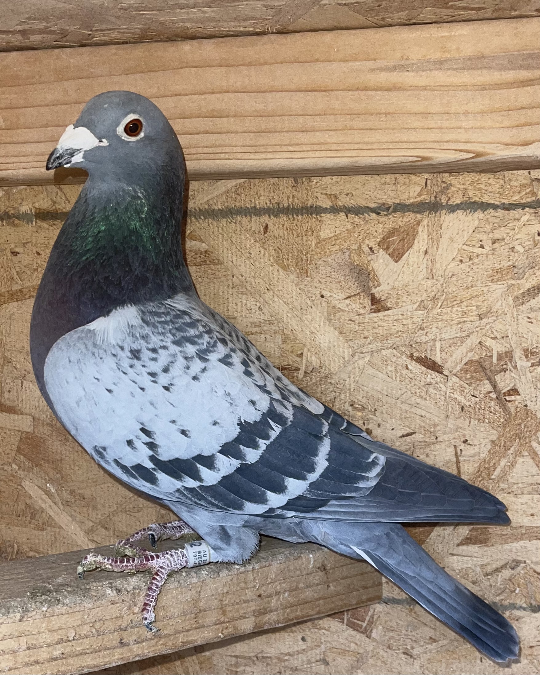 iPigeon.com - Racing Pigeon Auction