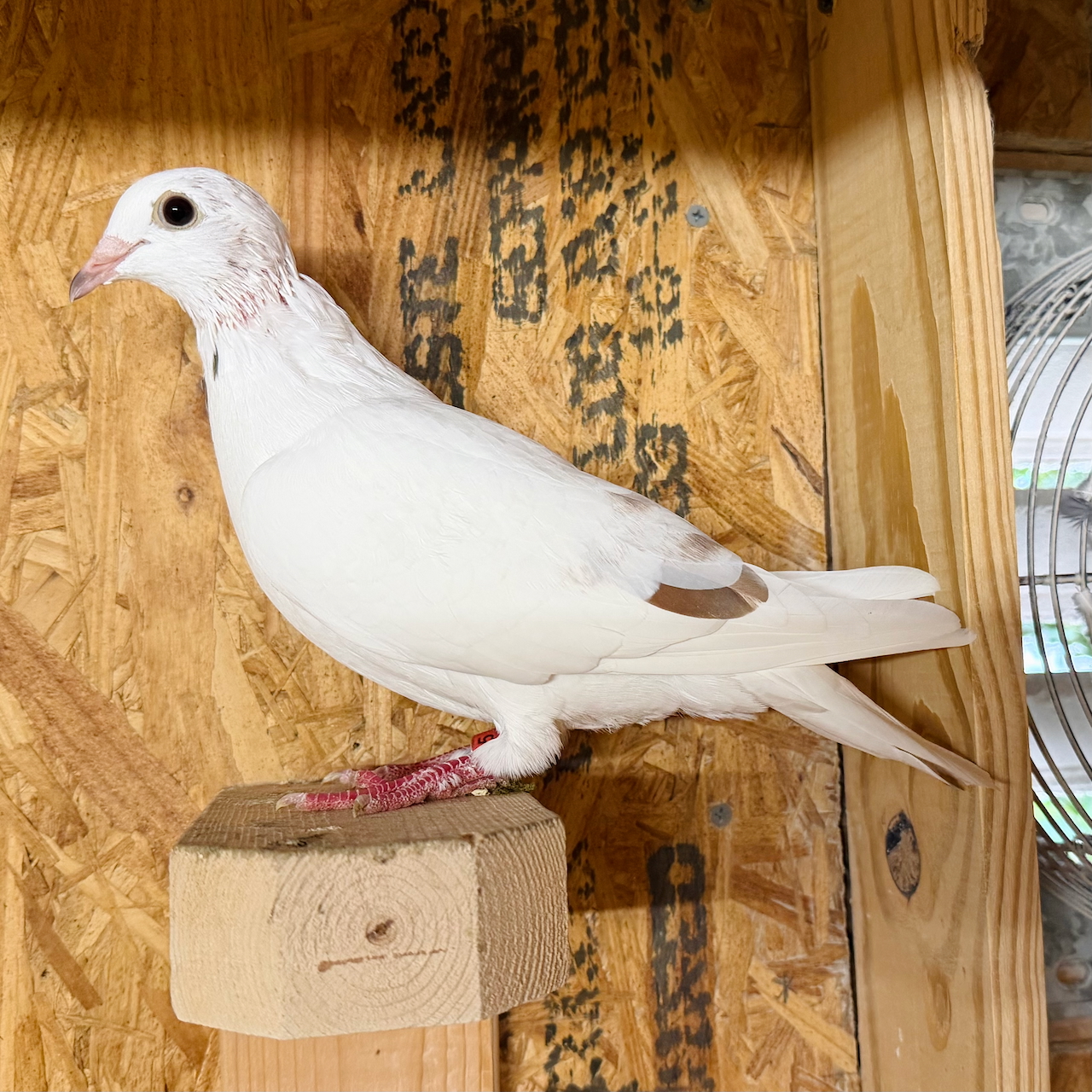 AU 26 BYRUM 605 White Grizzle Hen