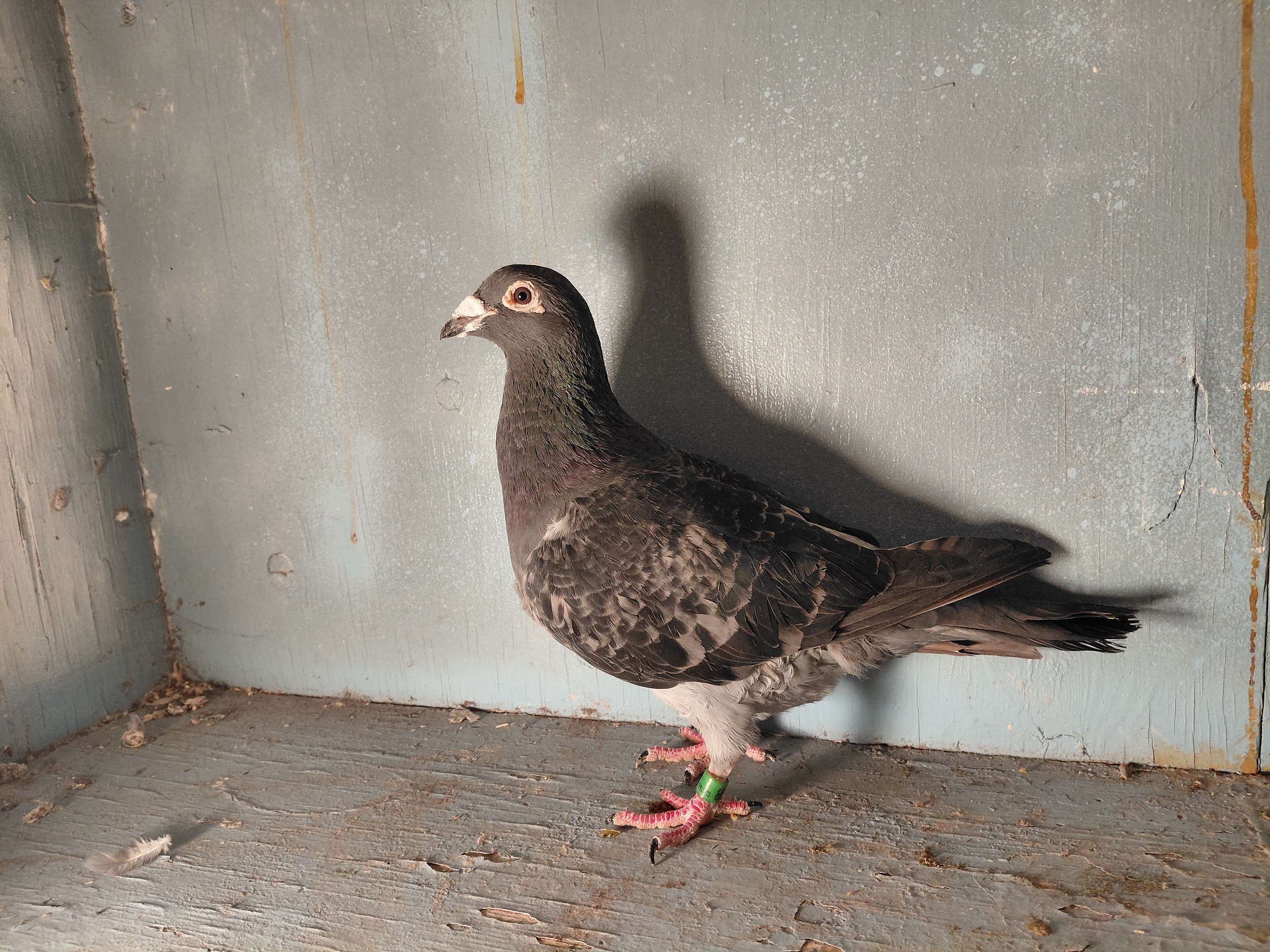 AU8612Nanez18 BC Hen