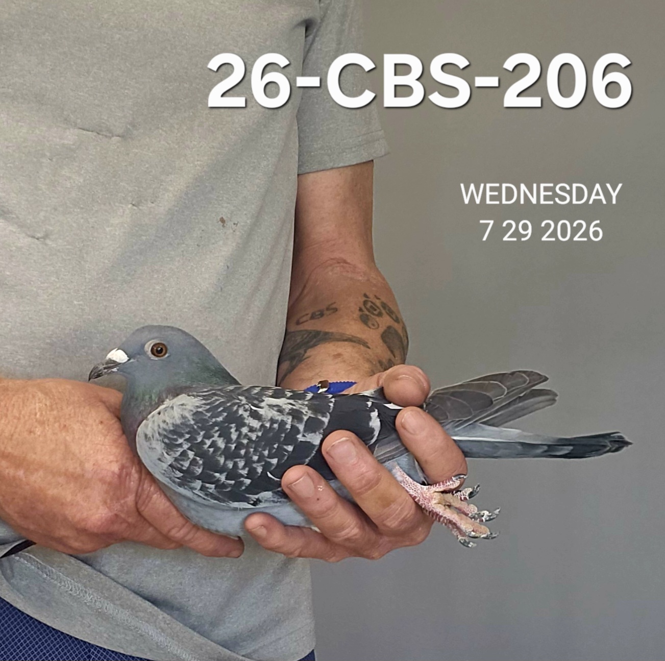 26-CBS-206 Dark check hen.