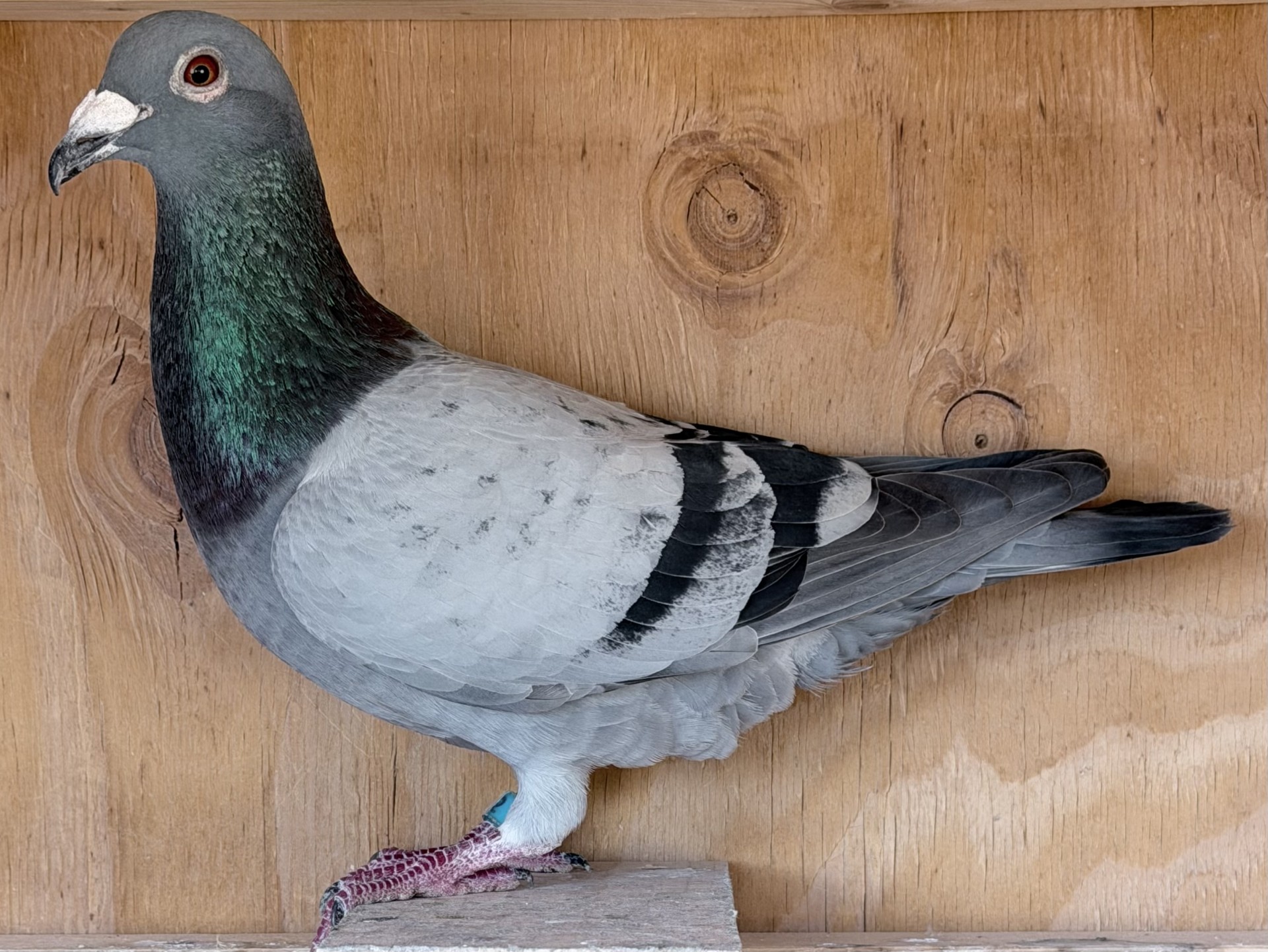 59th Pl 250 Miles Florida Pigeon Derby