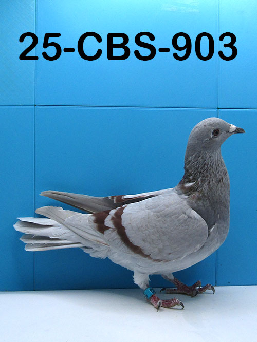25-CBS-903 Silver Hen