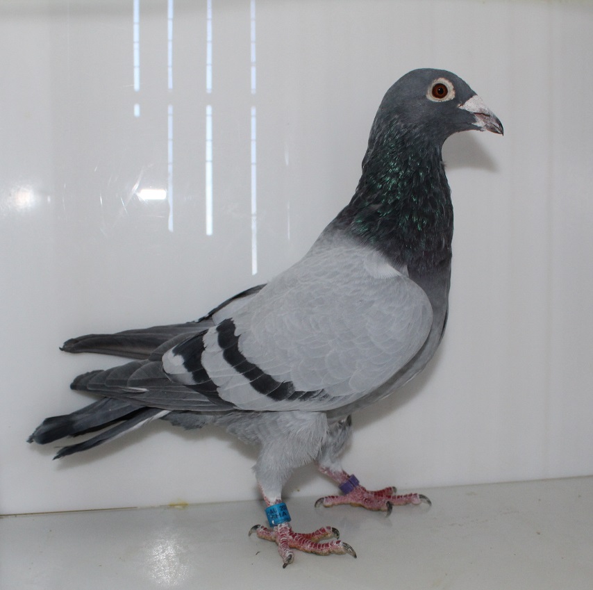 AU 20 SHA 2145 BB COCK