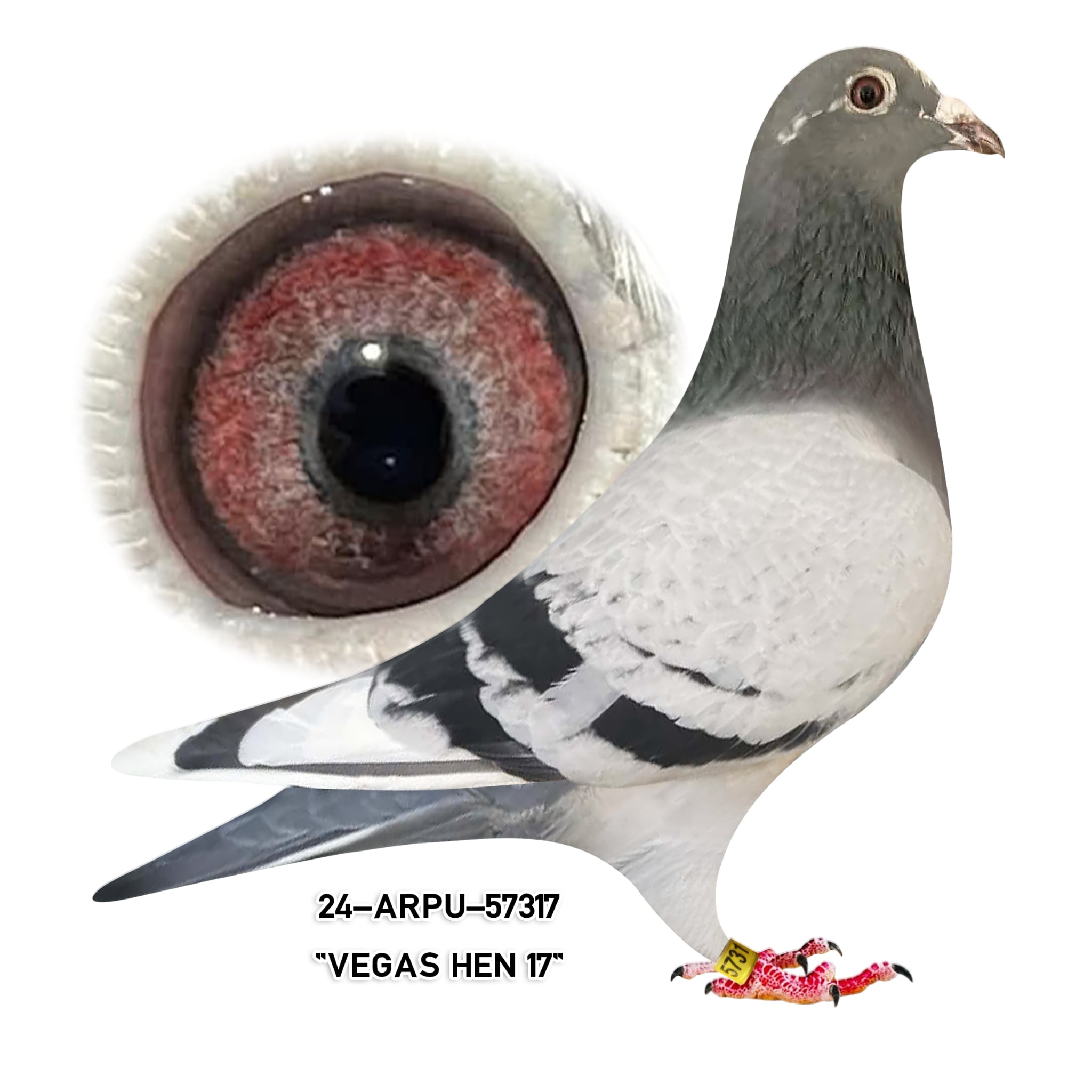 24-ARPU-57317 BBWF Hen. 