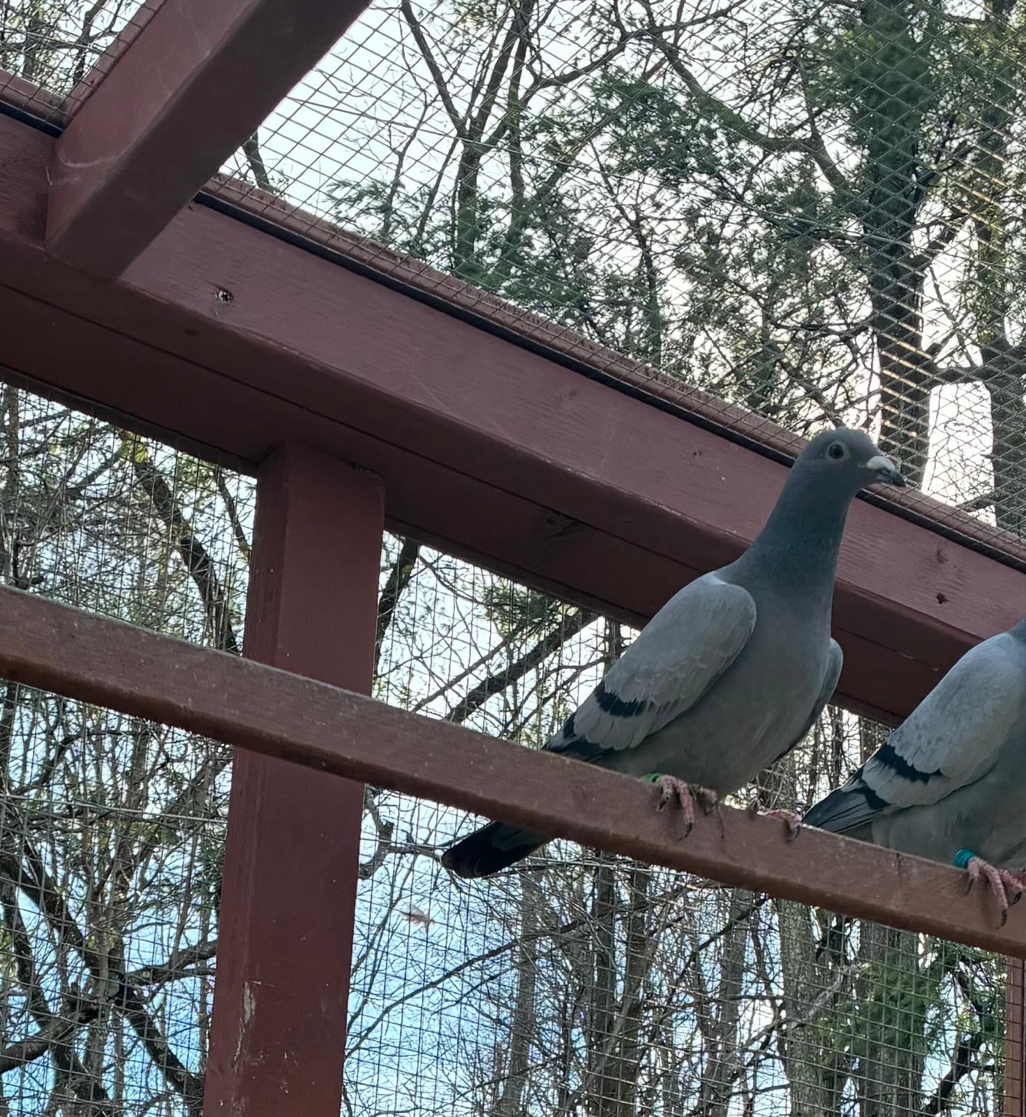 2025 Leo Herman’s hen