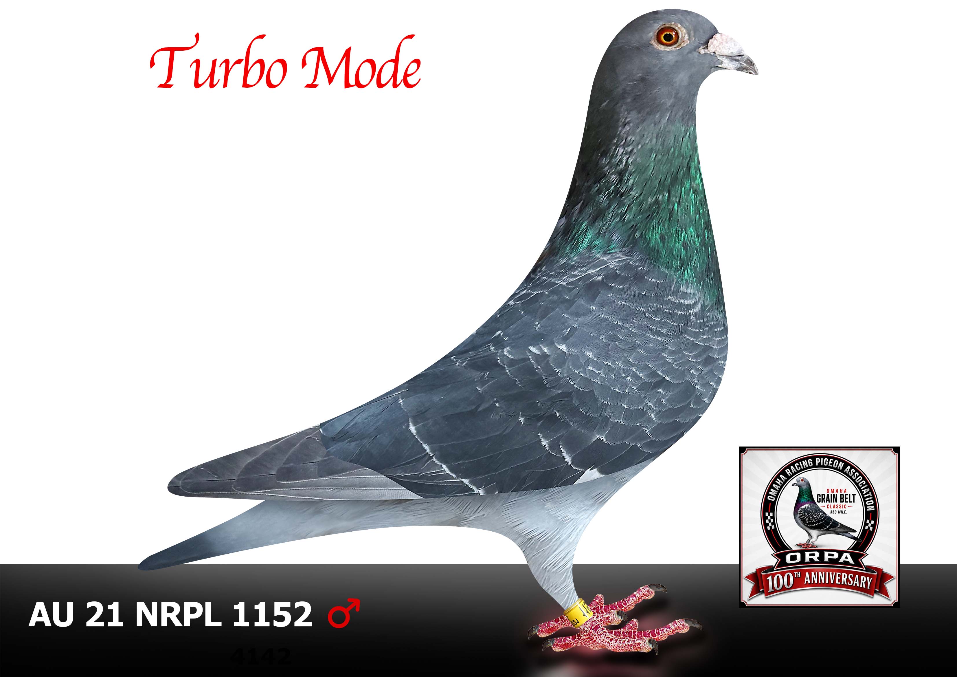 AU 21 NRPL 1152 Cock