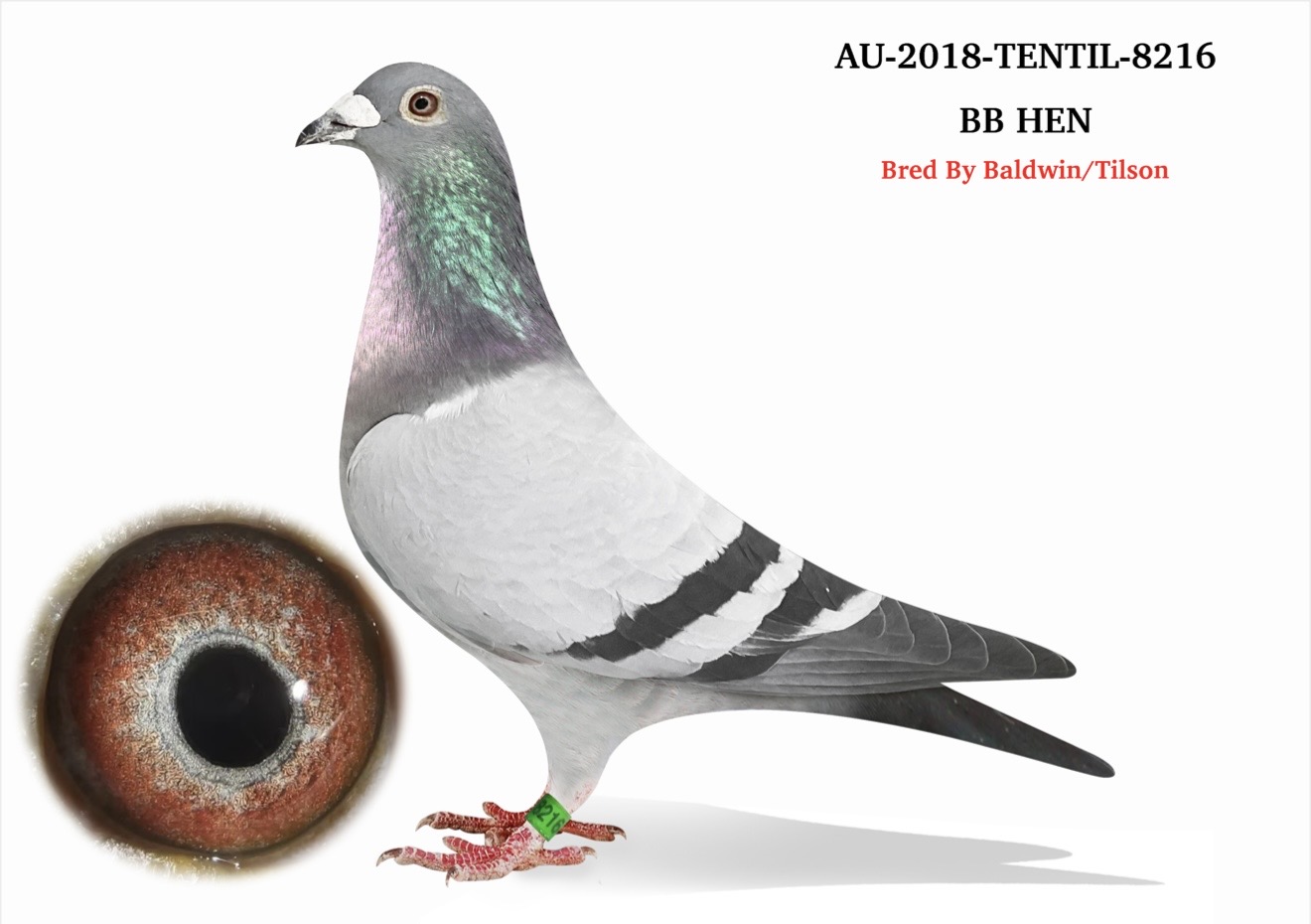 Au-18-TENTIL-8216
