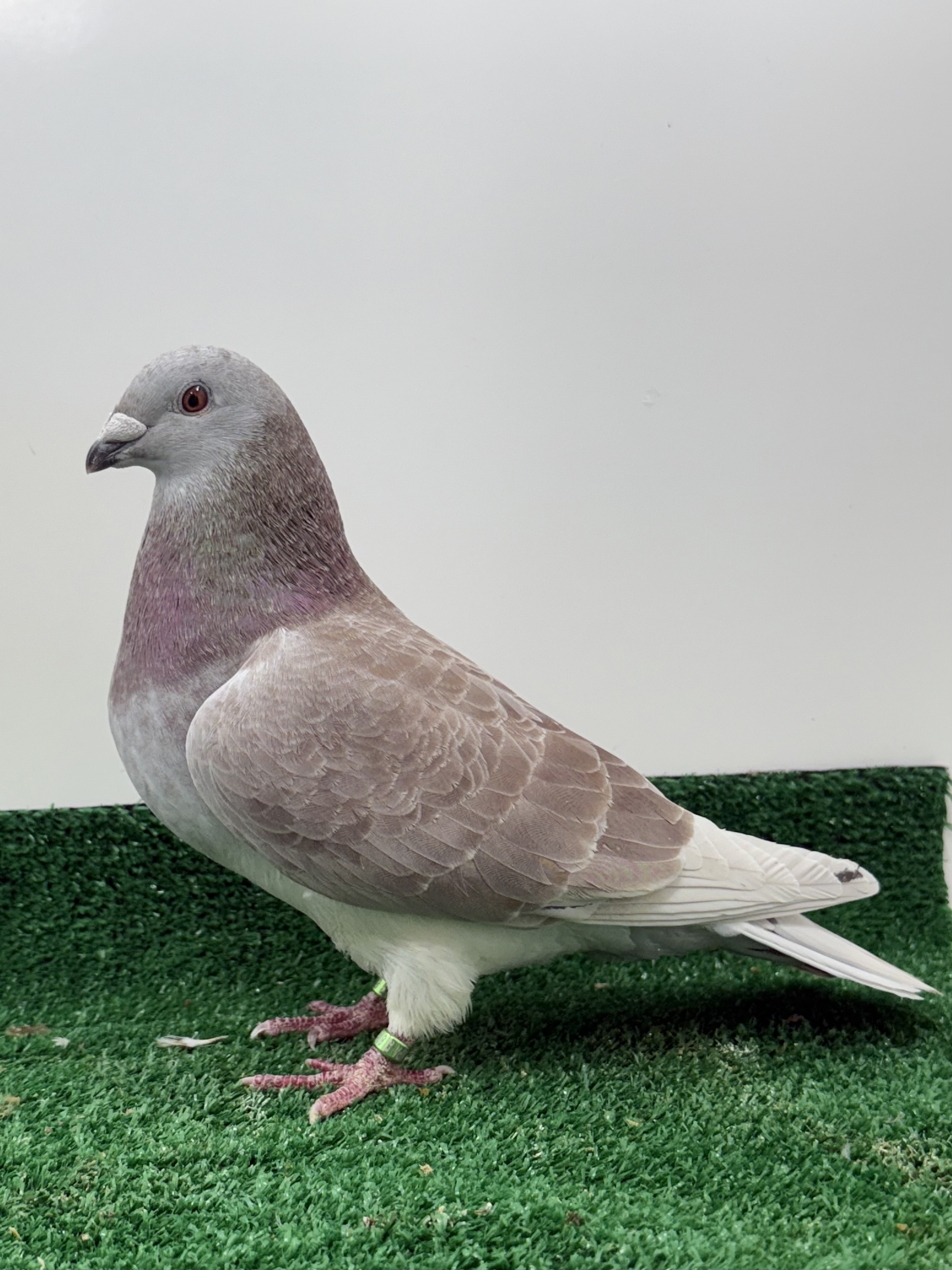 Red check cock 173-2023