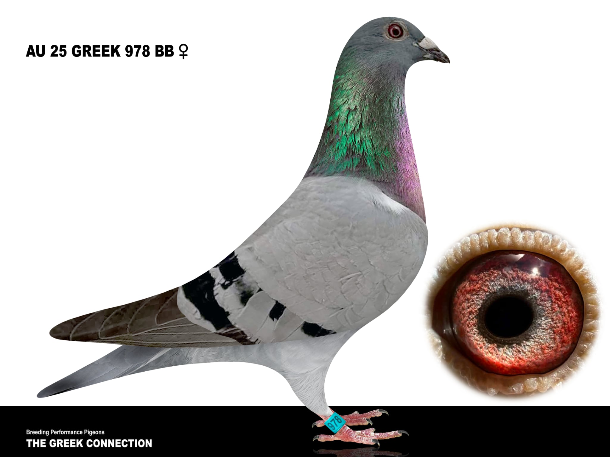 AU 25 GREEK  978 BB HEN