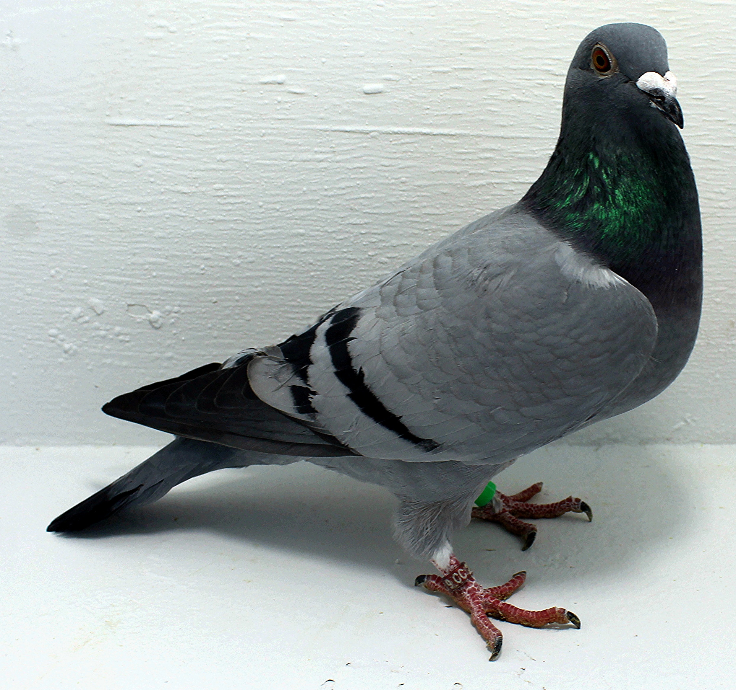 2519 NPA 2025 Gurnay