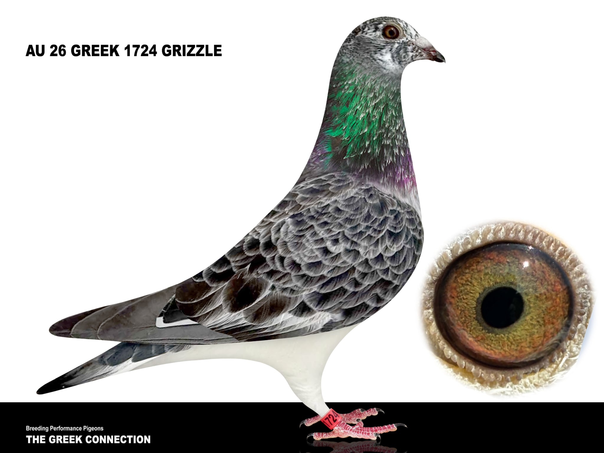 AU 26 Greek 1724 Cock
