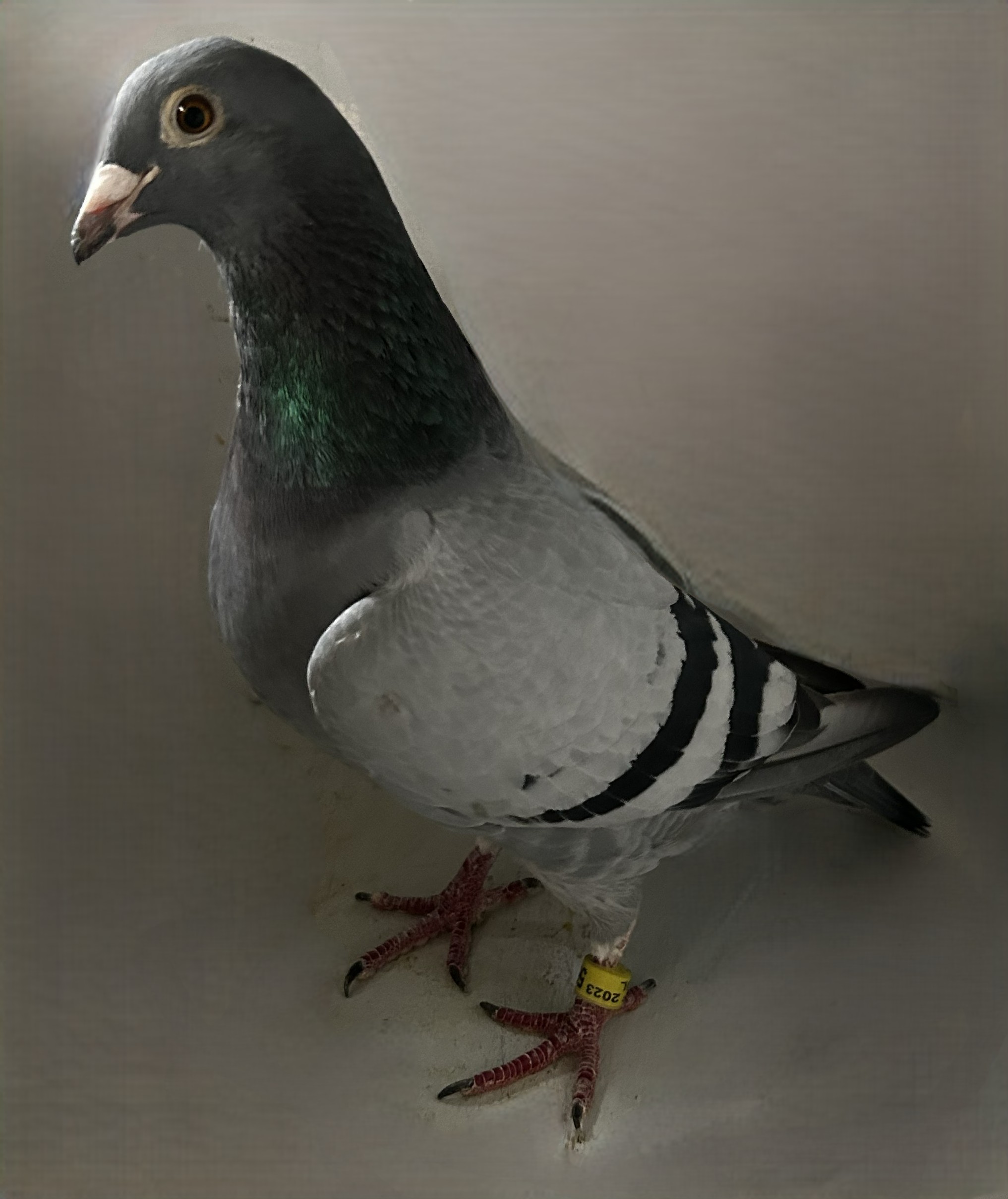2023 NEIL 56961
Inbreed 