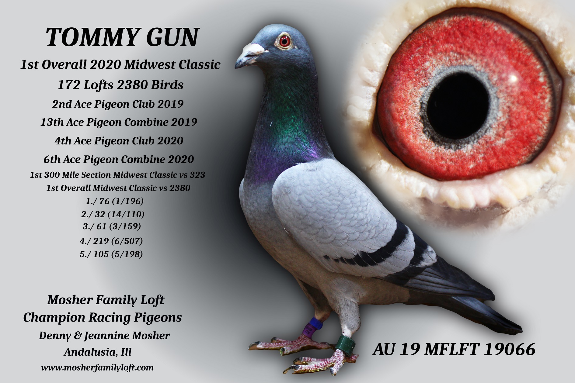 iPigeon.com - Racing Pigeon Auction
