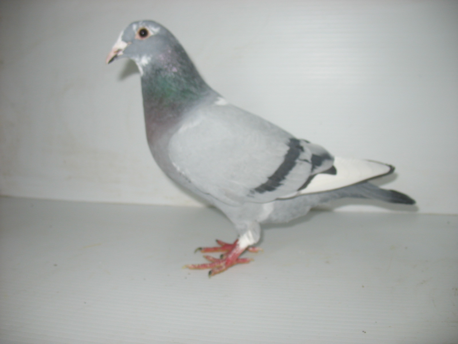 iPigeon.com - Racing Pigeon Auction