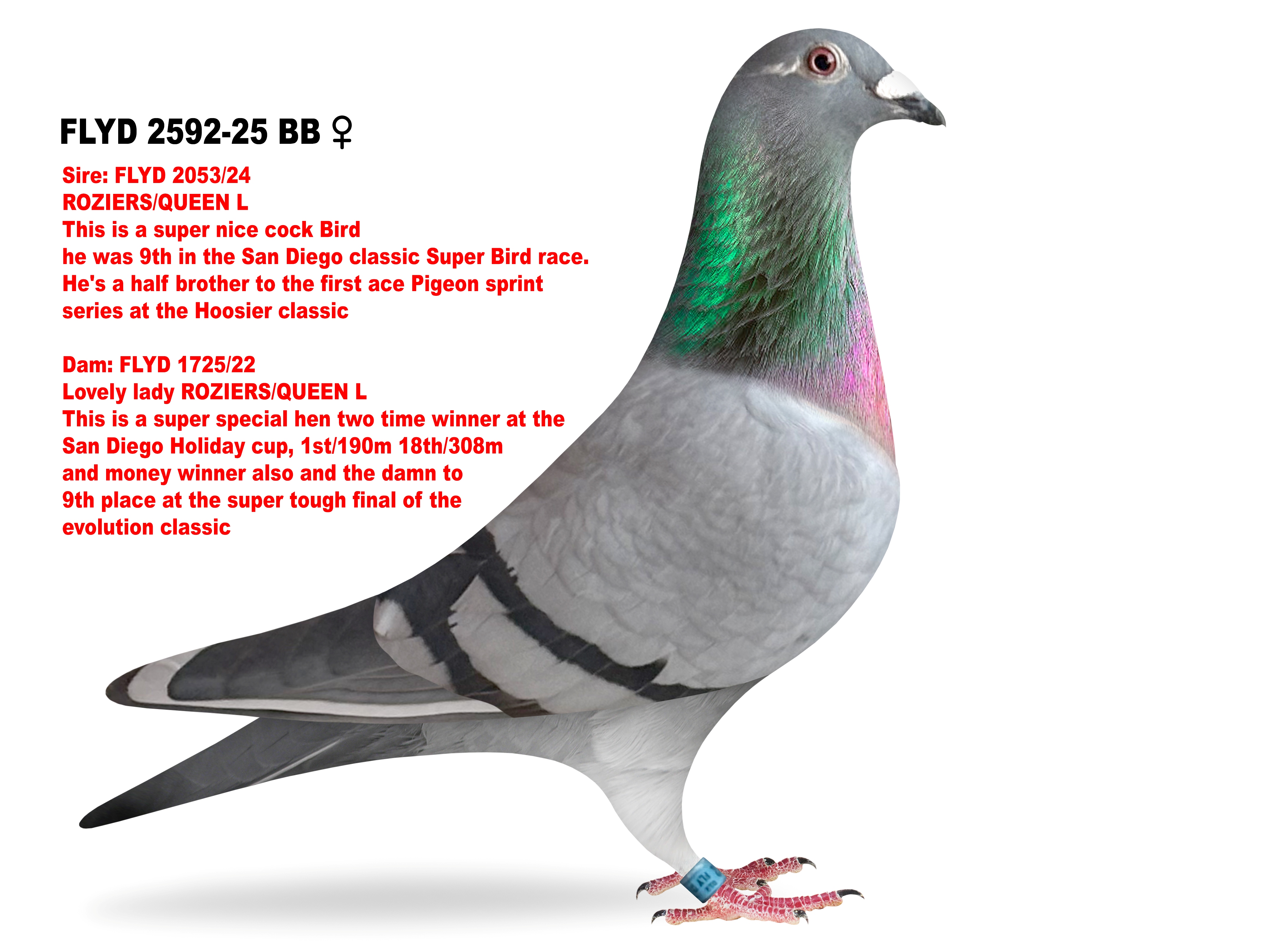 Bird Donated by Paul & Kimberly Daniel