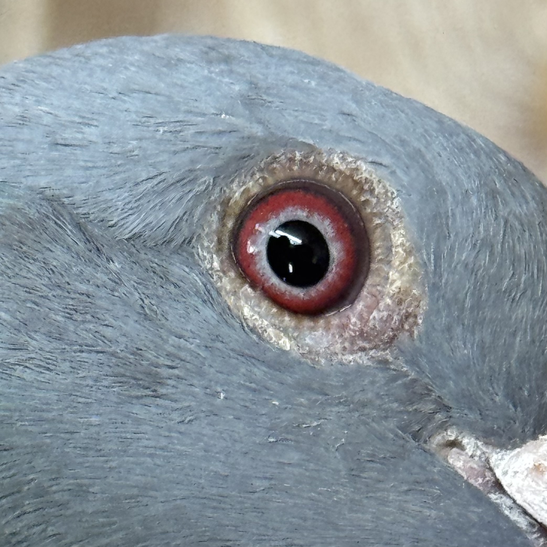 Preview Image 4