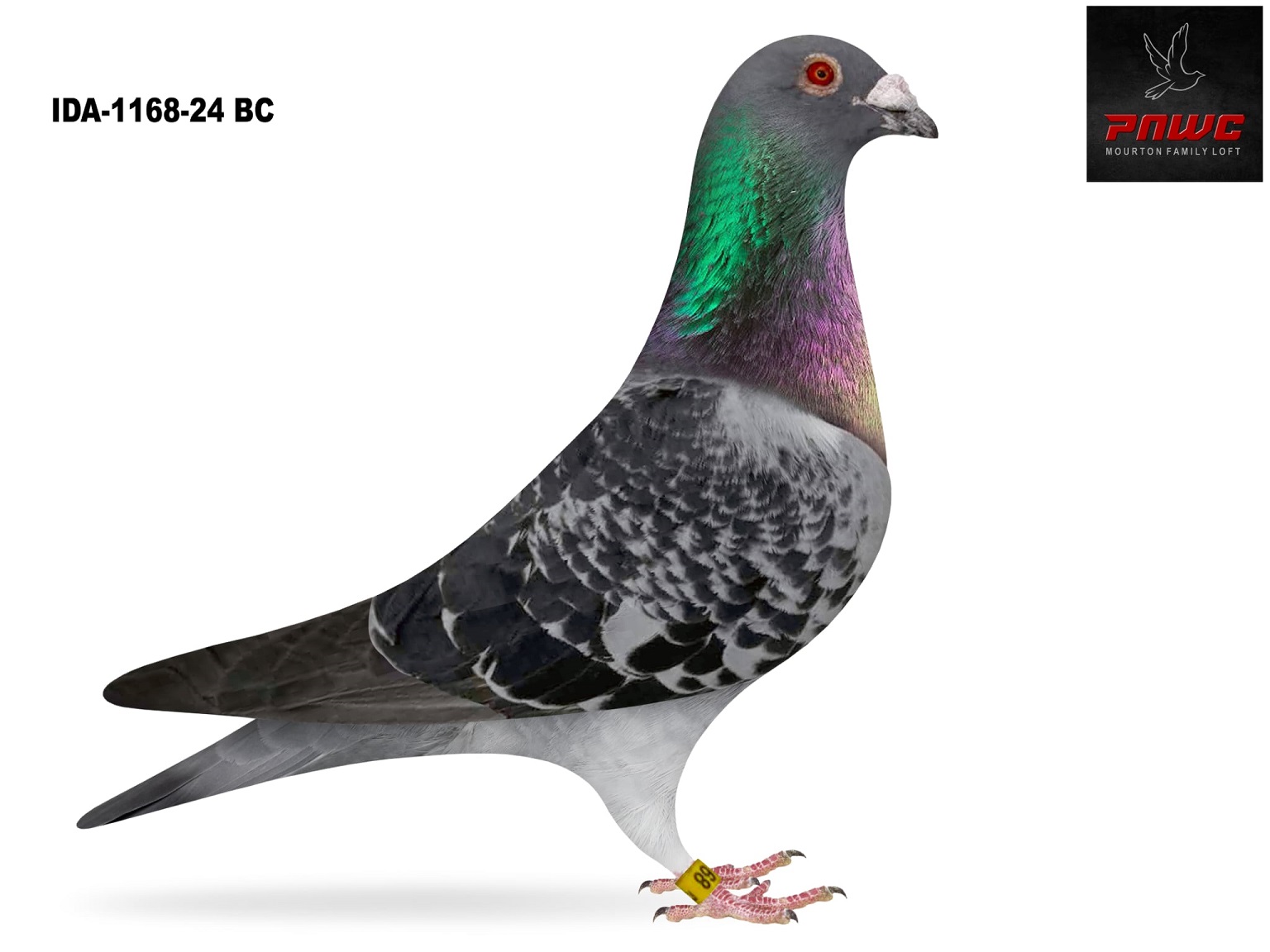 IDA-1168-24 BC COCK
